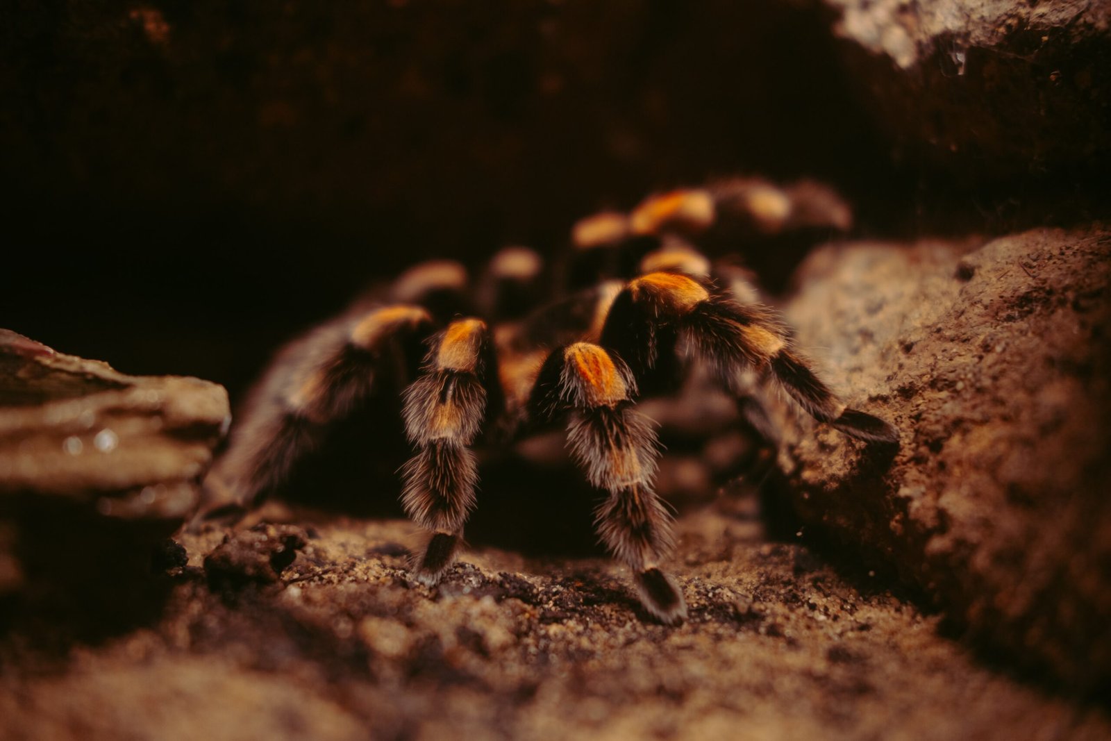 Are There Specific Environmental Factors That Affect Tarantula Predation Rates During Migration?