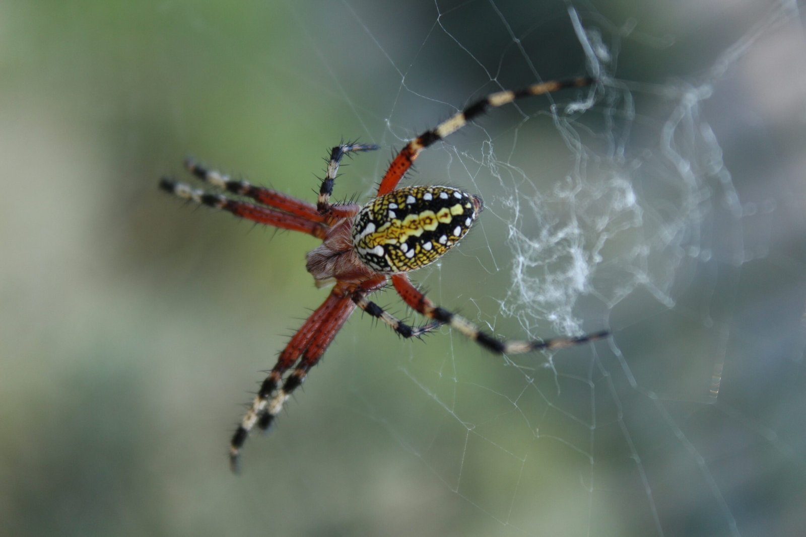 Can Tarantulas Be Affected By Predatory Arachnids Like Scorpions?
