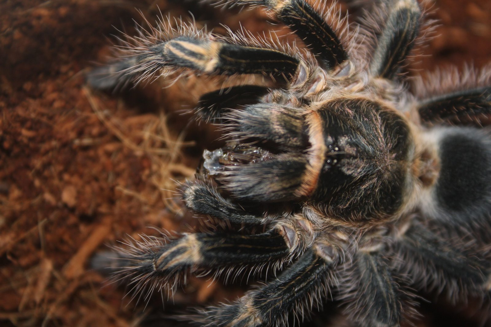 Can Tarantulas Be Bred In Captivity Without Visual Contact Between Males And Females?