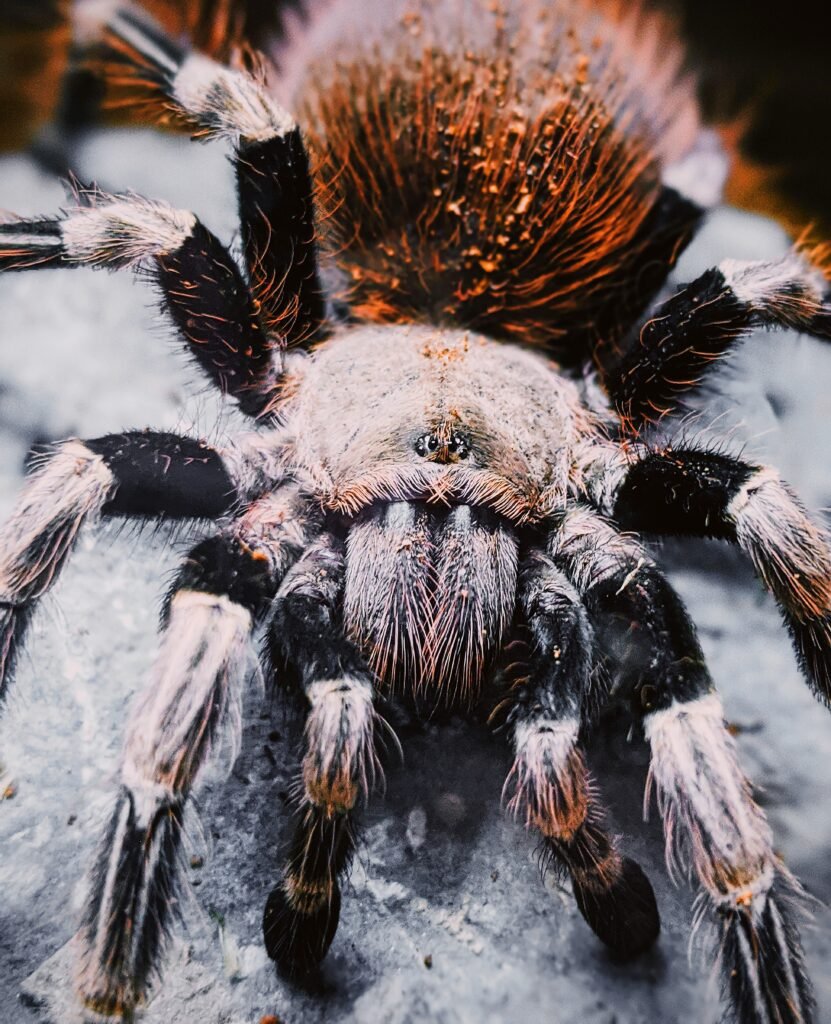Can Tarantulas Be Kept In Groups Or Should They Be Housed Individually?