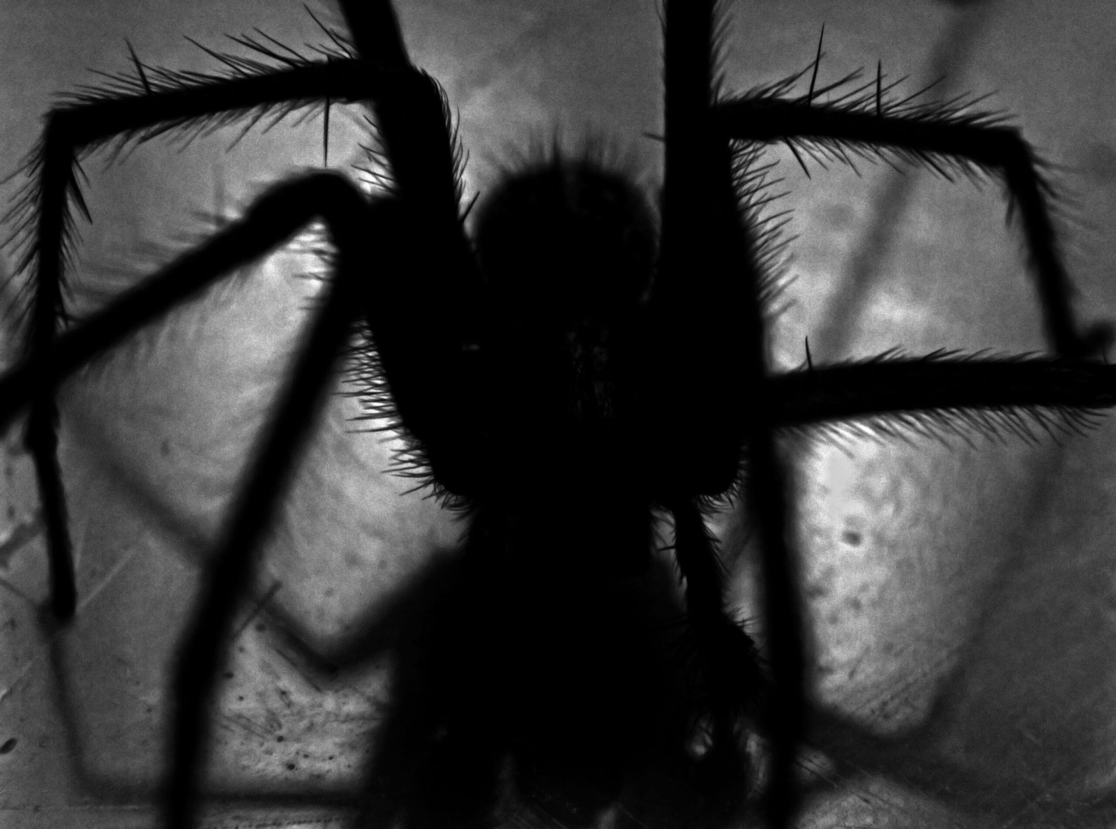 Can Tarantulas Be Threatened By Larger Predatory Arachnids Like Hooded Tick Spiders?