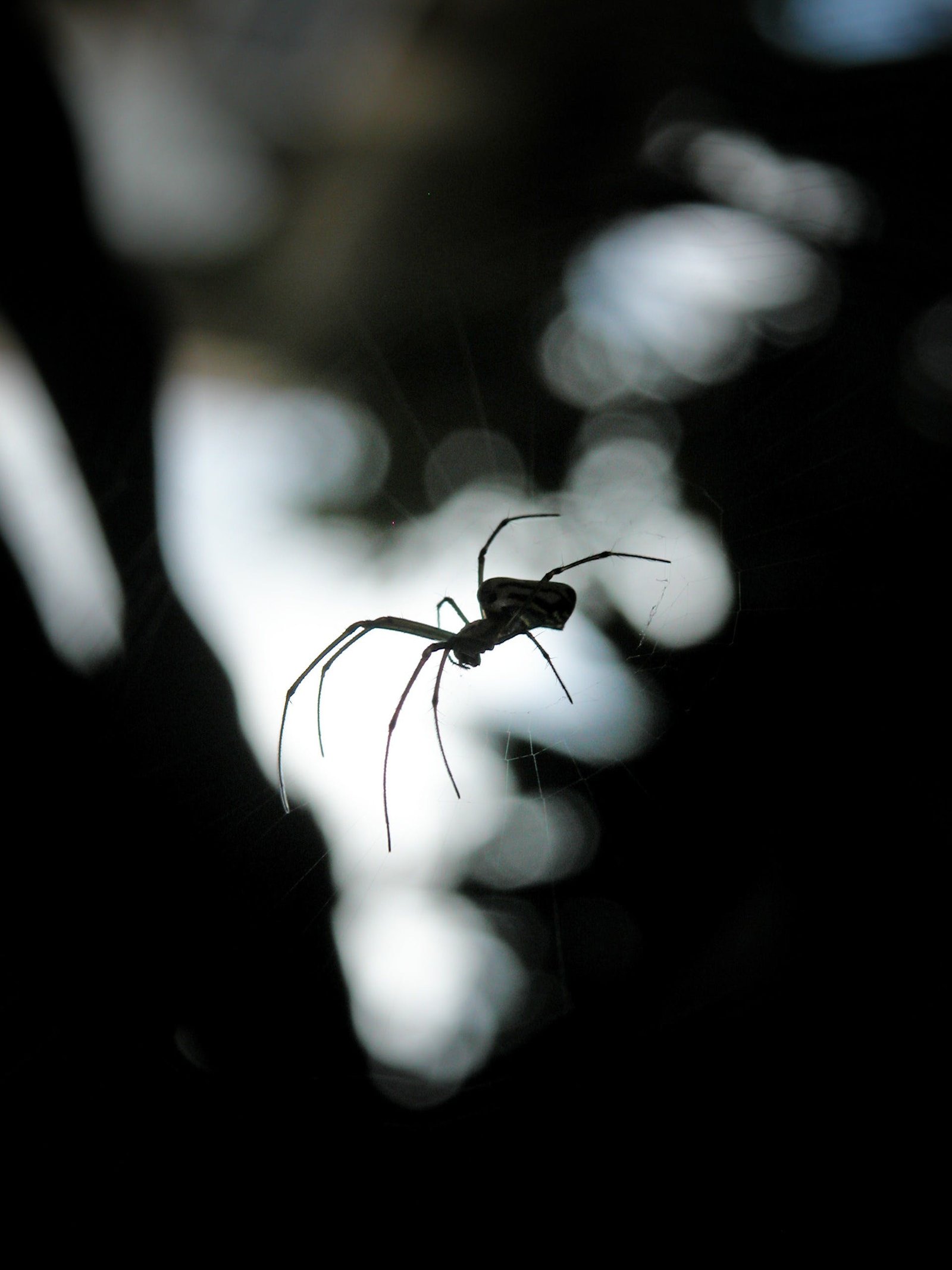 Can Tarantulas Be Threatened By Larger Predatory Arachnids Like Whip Scorpions?