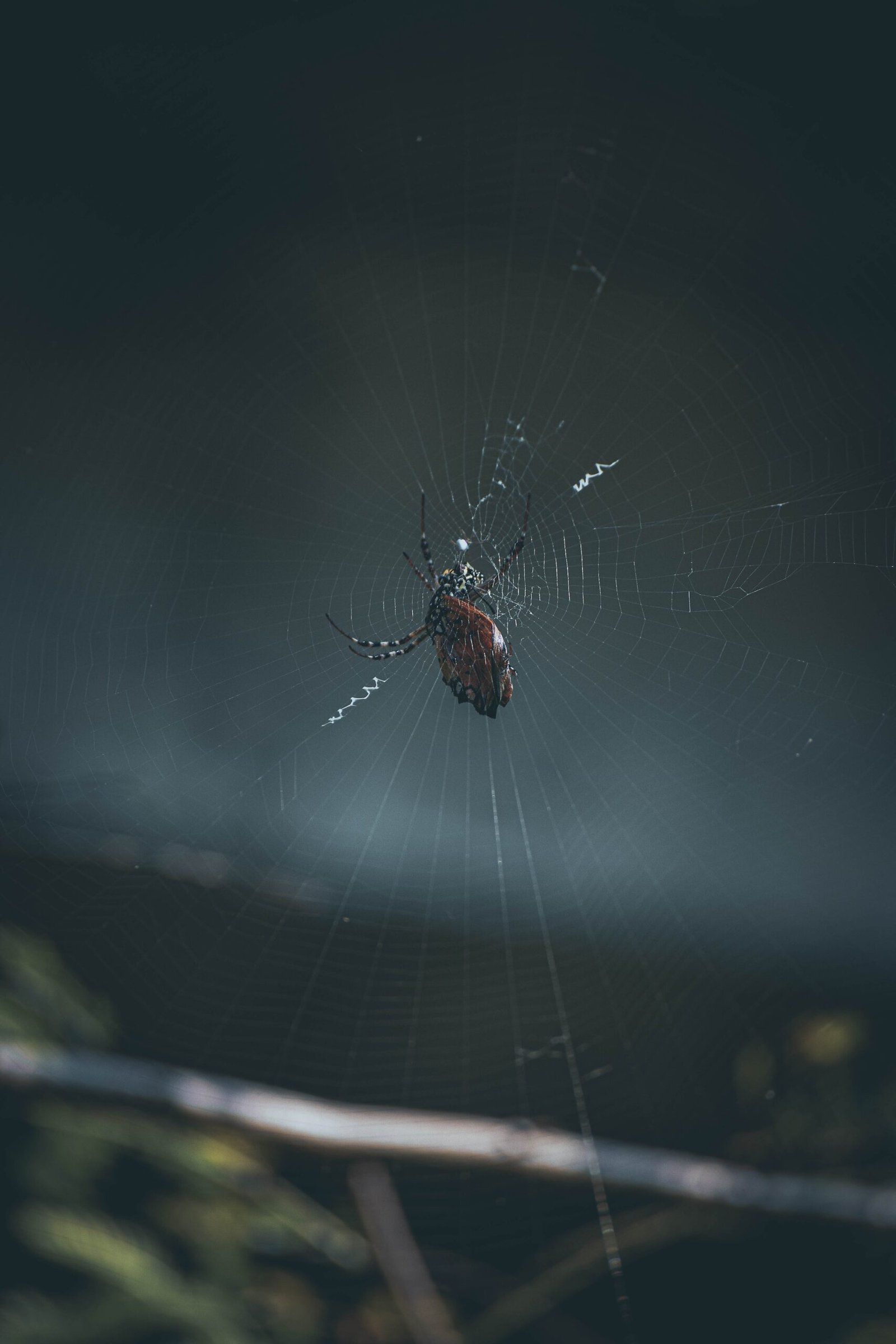 Can You Describe The Unique Hunting Methods Of The Ogre-faced Spider?