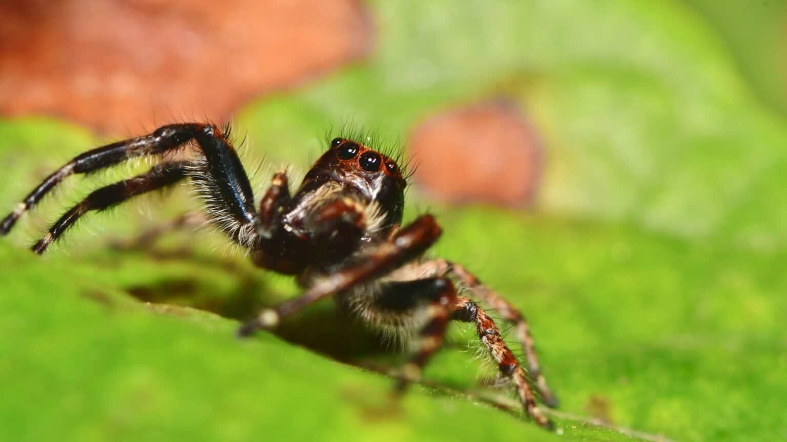 Do Certain Ant Species Pose A Threat To Tarantulas? Tarantula Zone