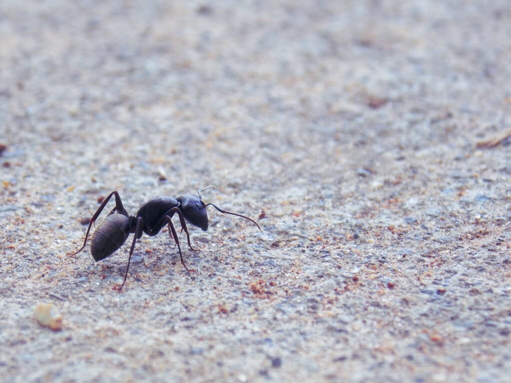 Do Certain Ant Species Pose A Threat To Tarantulas?