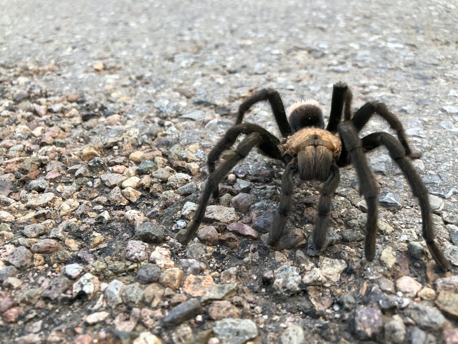 How Do I Prevent The Male Tarantula From Becoming Injured During Mating?