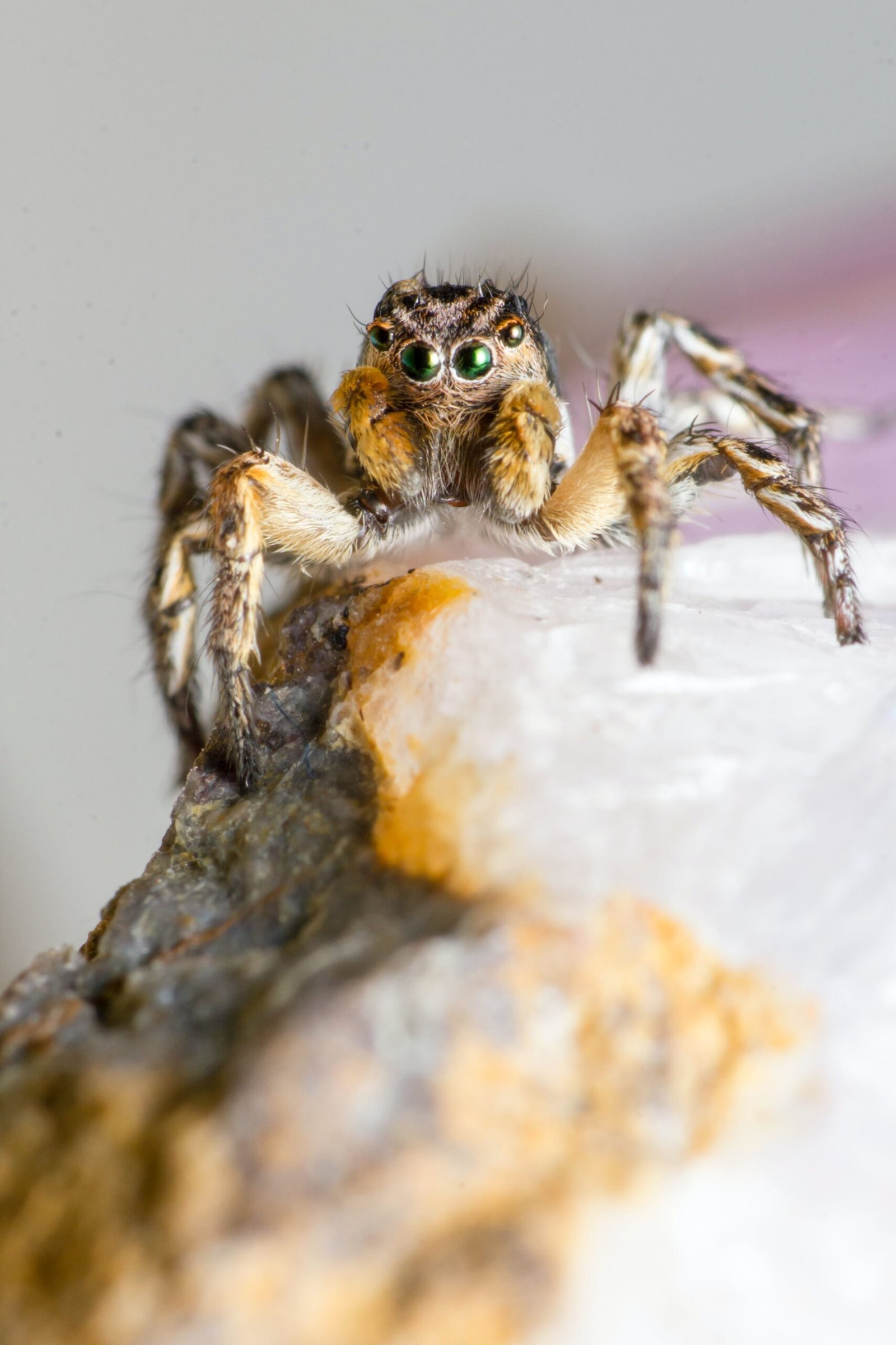 How Do Tarantulas Cope With Threats From Predatory Arachnids Like Sun Spiders?