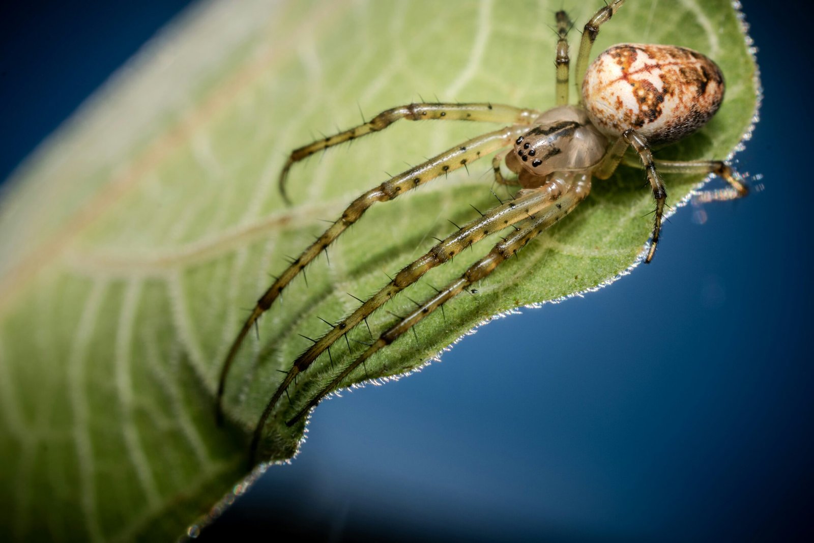 How Do Tarantulas Cope With Threats From Predatory Arachnids Like Tailless Whip Scorpions?