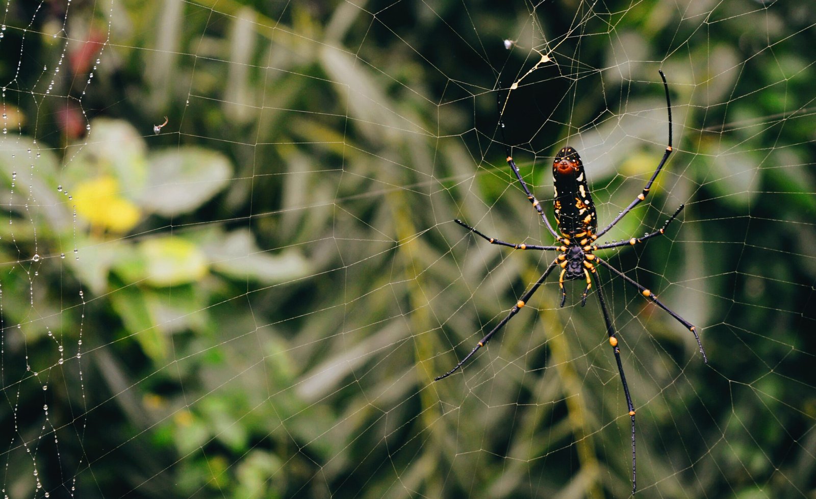 How Do Tarantulas Cope With Threats From Predatory Arachnids Like Tailless Whip Scorpions?