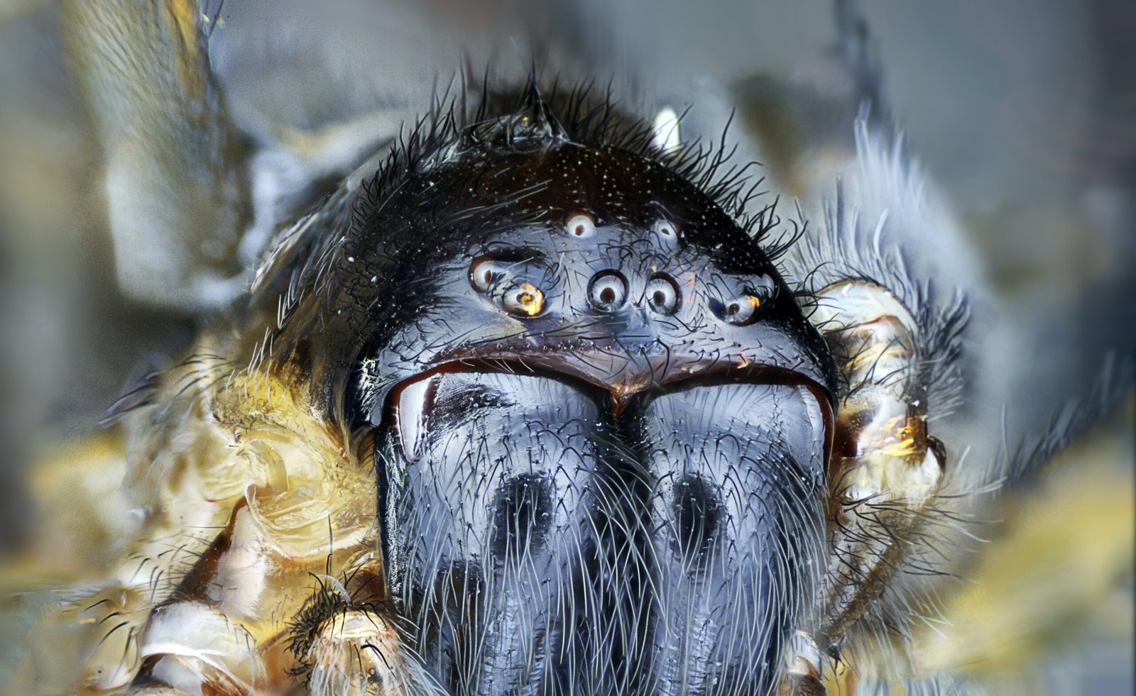 How Do Tarantulas Defend Against Threats From Other Spider Species During Territory Marking?
