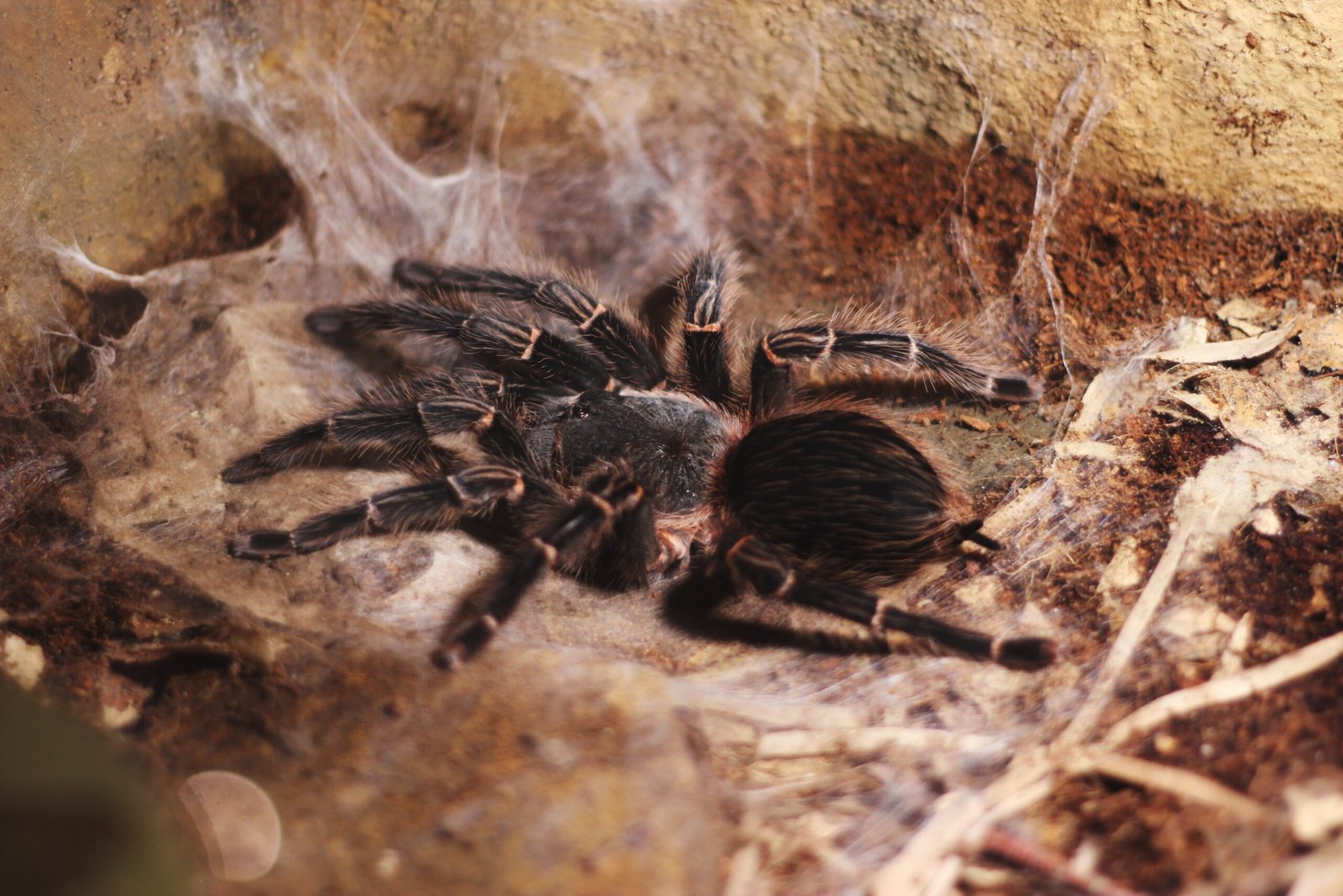 How Do You Create A Suitable Environment For The Brazilian Wandering Spider In Captivity?