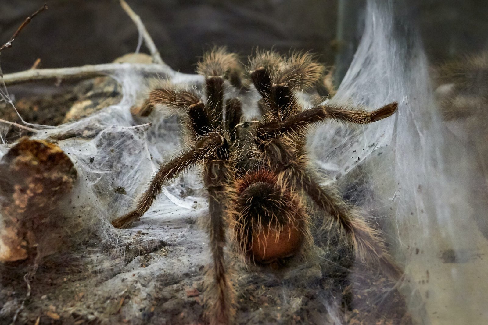 How Do You Create A Suitable Environment For The Brazilian Wandering Spider In Captivity?