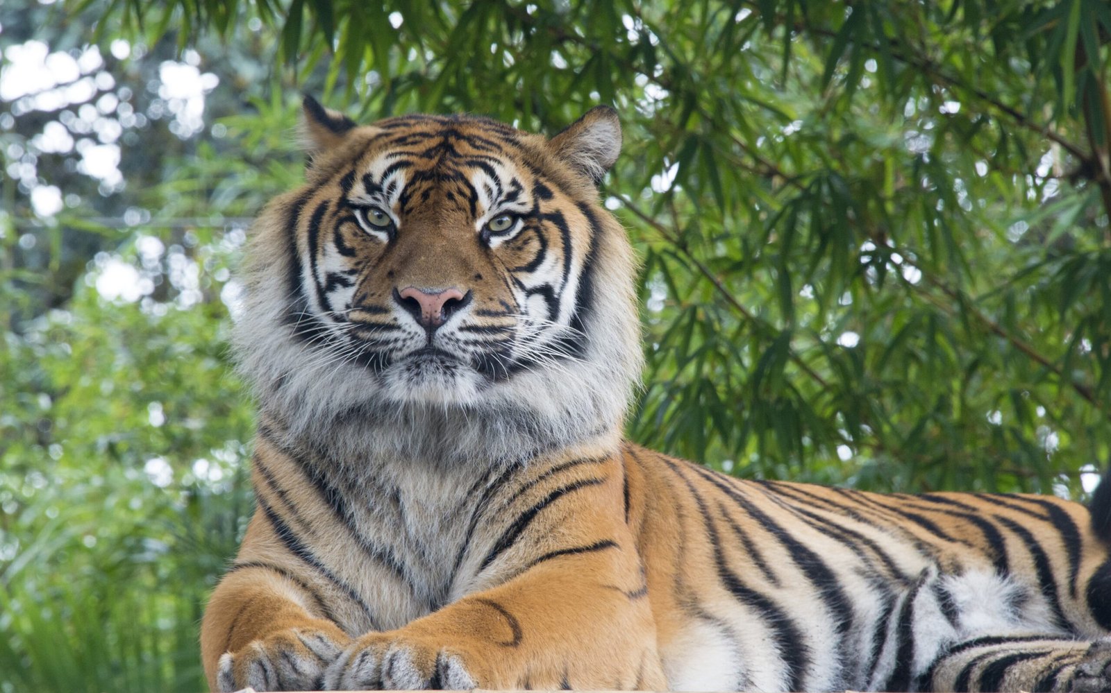 How Do You Provide Proper Humidity For The Malaysian Earth Tiger Tarantula?