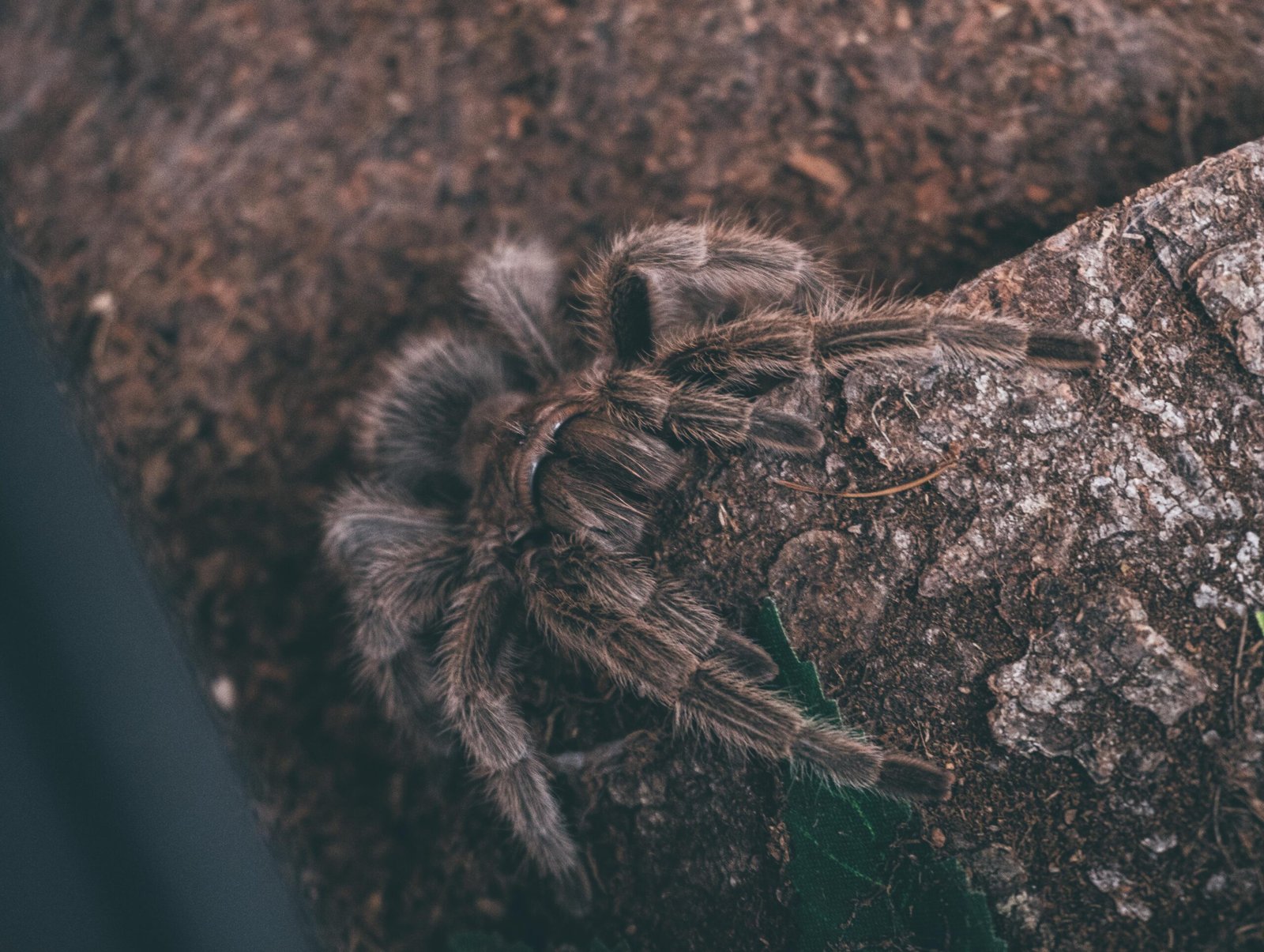 What Is The Recommended Frequency For Changing A Tarantulas Substrate In A Bioactive Setup?