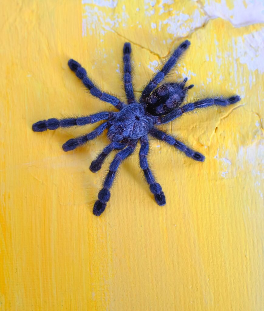 What Unique Behaviors Are Exhibited By The Gooty Sapphire Ornamental Tarantula?