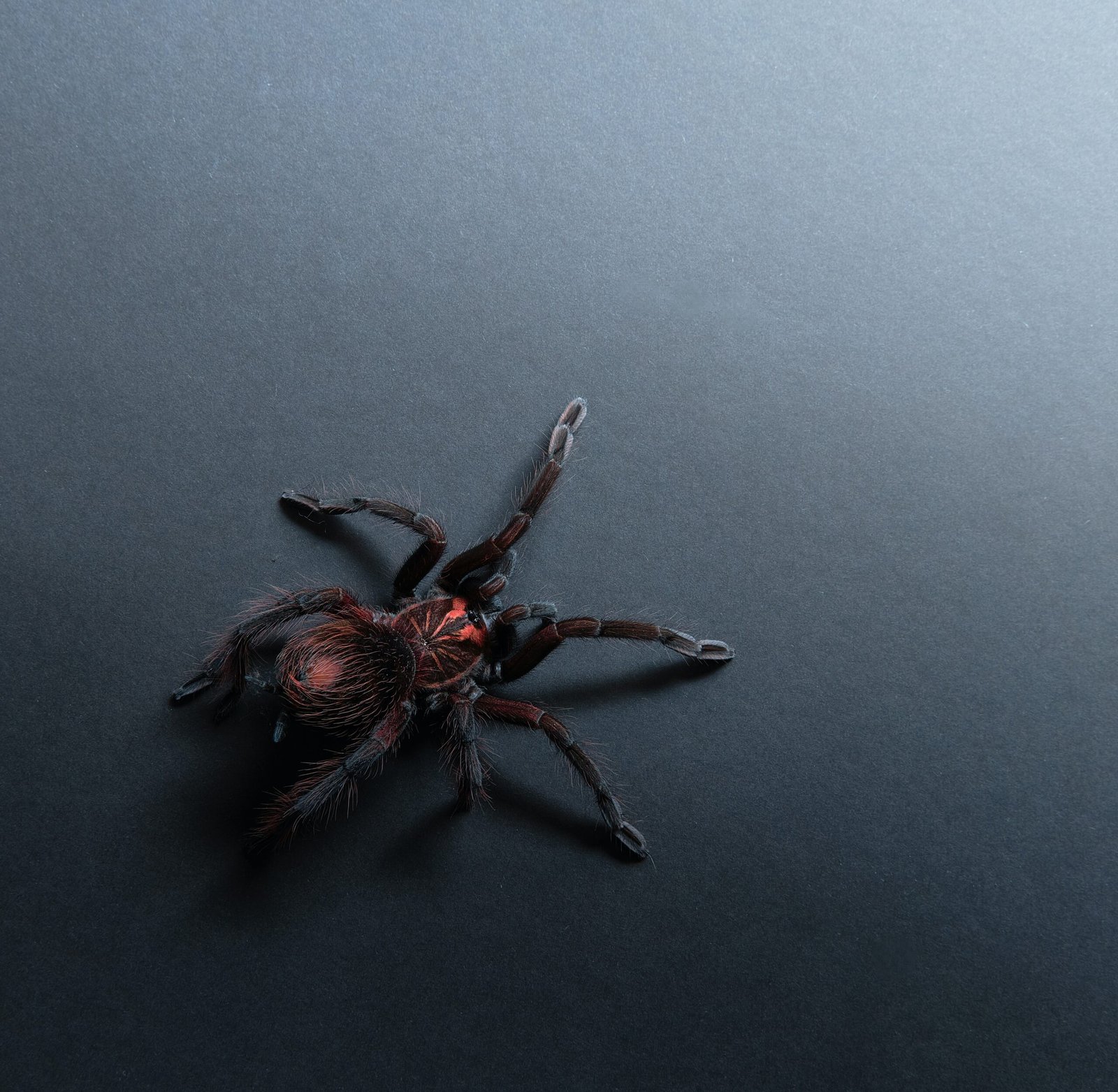 Are There Any Risks Associated With Leaving A Male Tarantula With The Female After Mating?