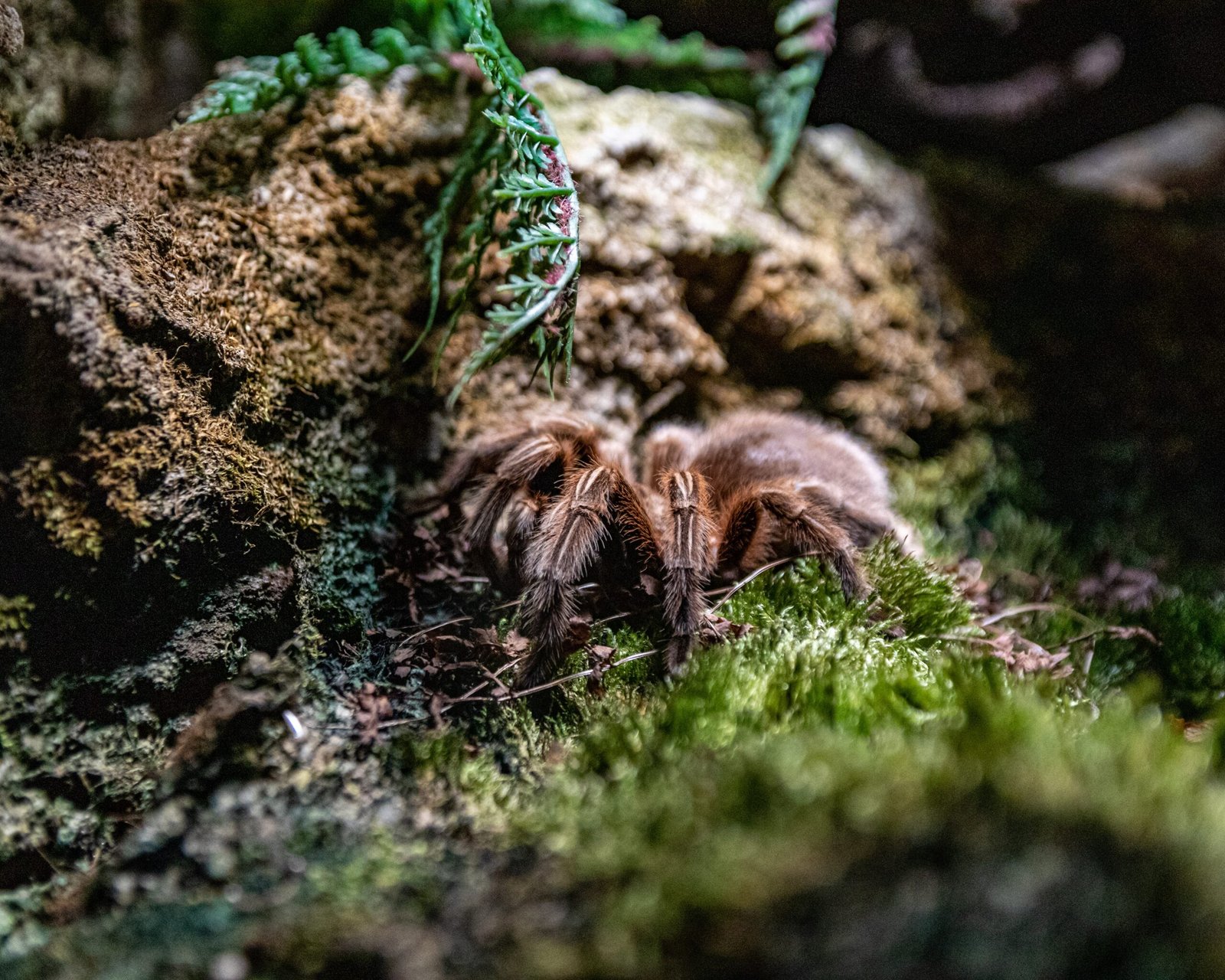 Are There Specific Health Issues I Should Watch For In Breeding Tarantulas?