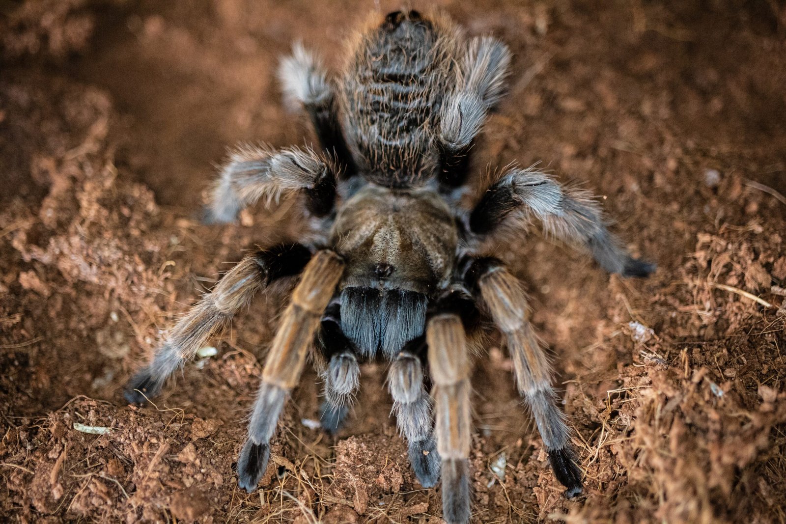 Are There Specific Mammals That Dig Into Burrows To Prey On Tarantulas?