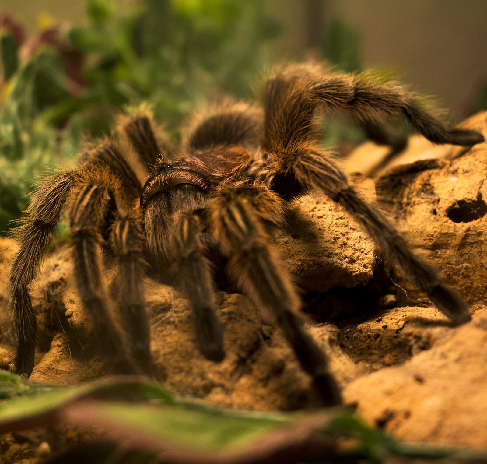 Are There Specific Mammals That Dig Into Burrows To Prey On Tarantulas?