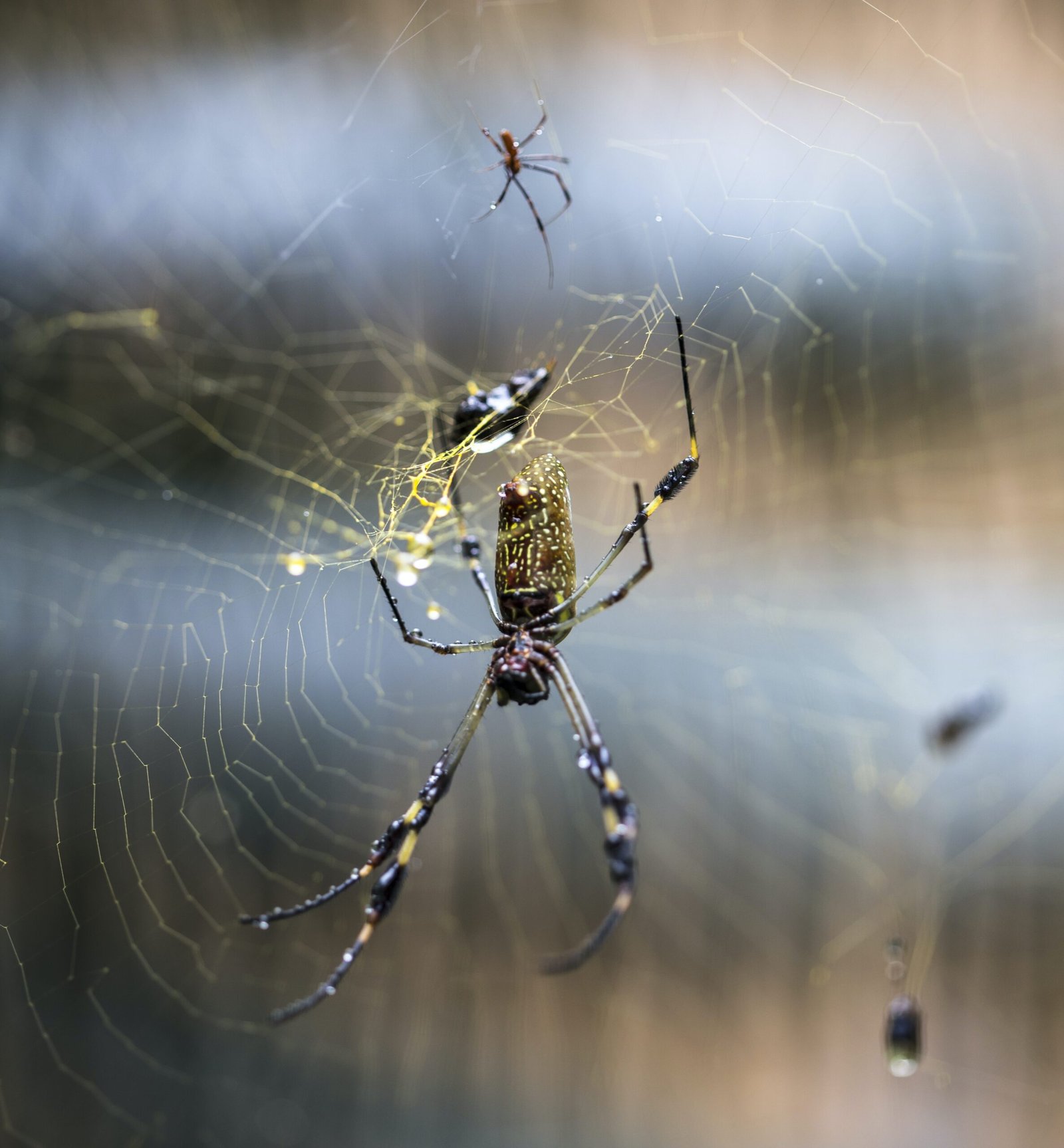 Can You Discuss The Characteristics And Care Requirements Of The Elusive Golden Orb-weaver Spider?