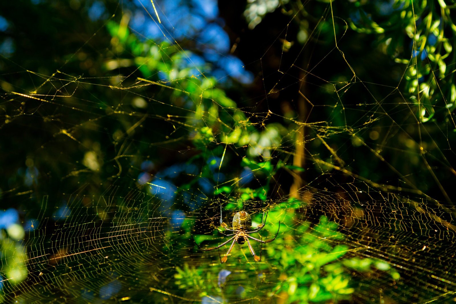 Can You Discuss The Characteristics And Care Requirements Of The Elusive Golden Orb-weaver Spider?
