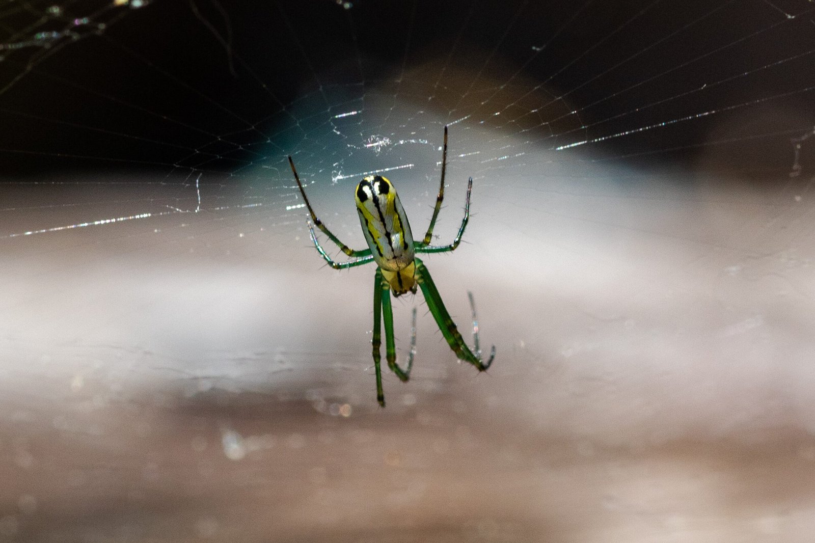 Can You Discuss The Intriguing Features Of The Delicate Venusta Orchard Spider?
