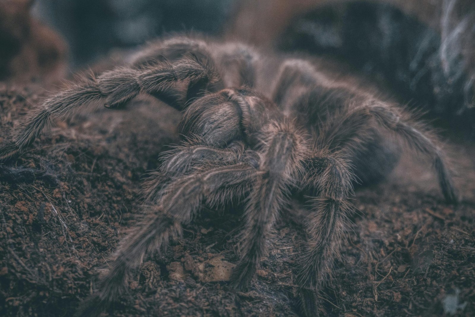 How Do I Handle A Tarantula Molting Process, And Should I Remove Uneaten Prey During This Time?