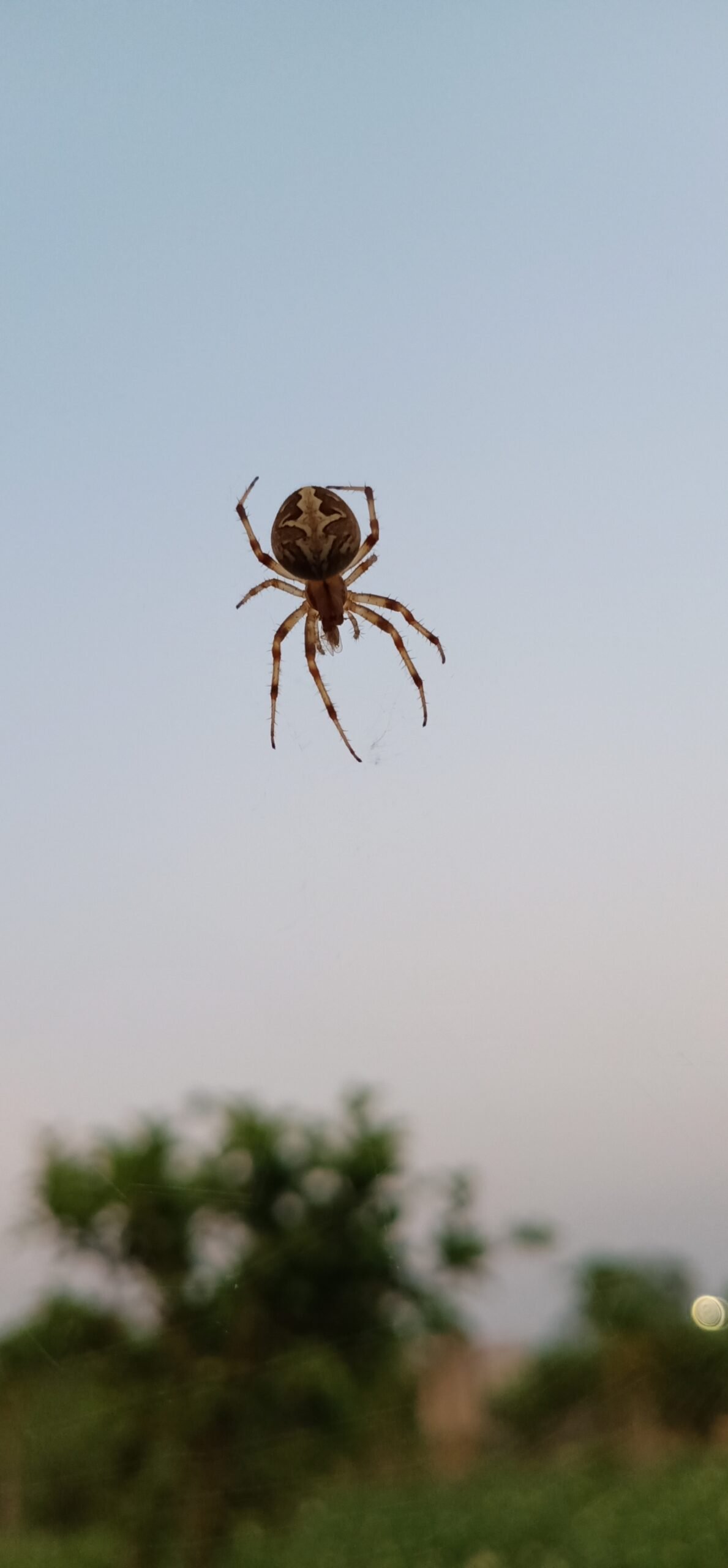 How Do You Replicate The Habitat Of The Australian Net-casting Spider In A Captive Environment?