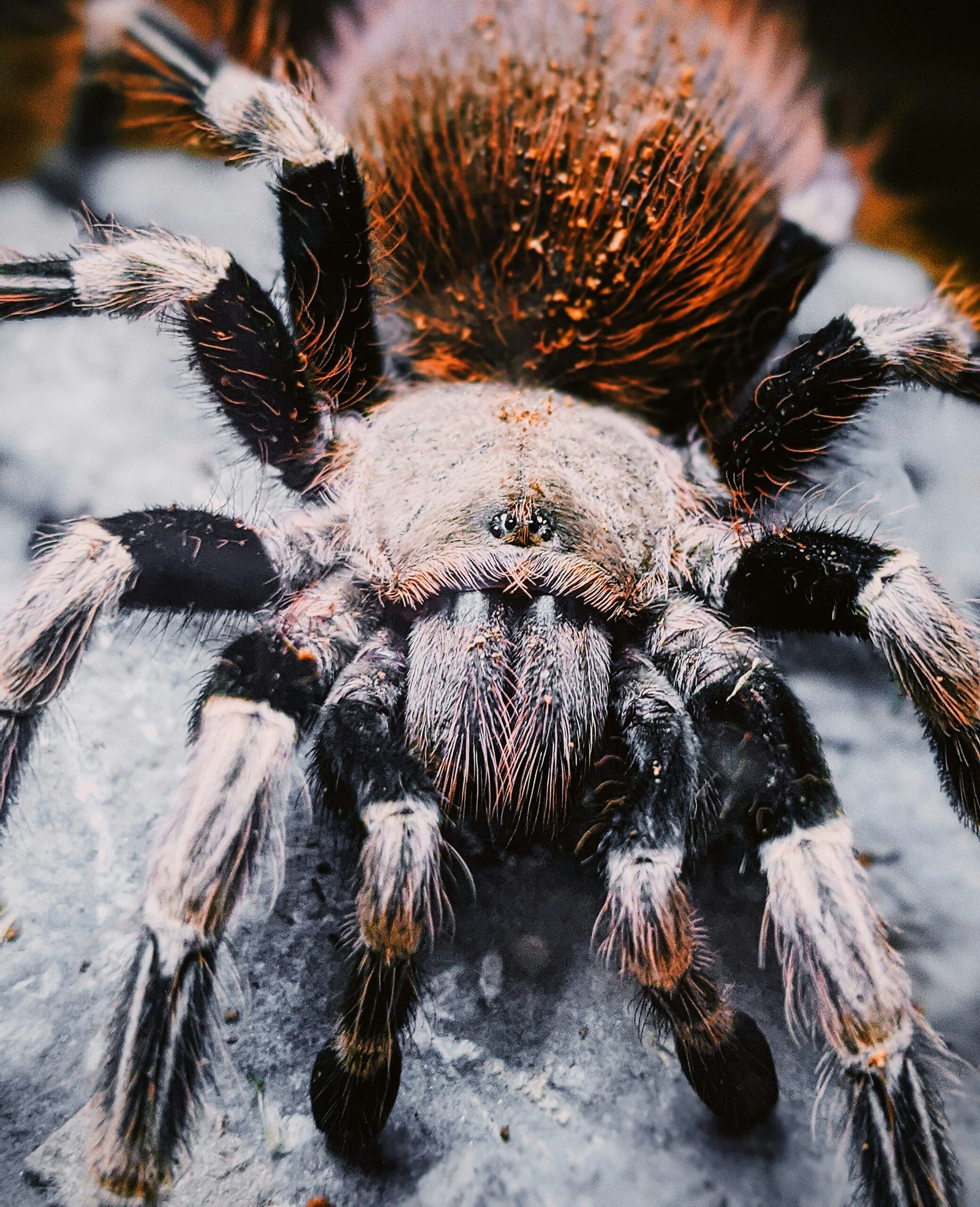 What Is The Feeding Behavior Of The Stunning Goliath Bird-eater Tarantula, And What Prey Items Are Suitable?