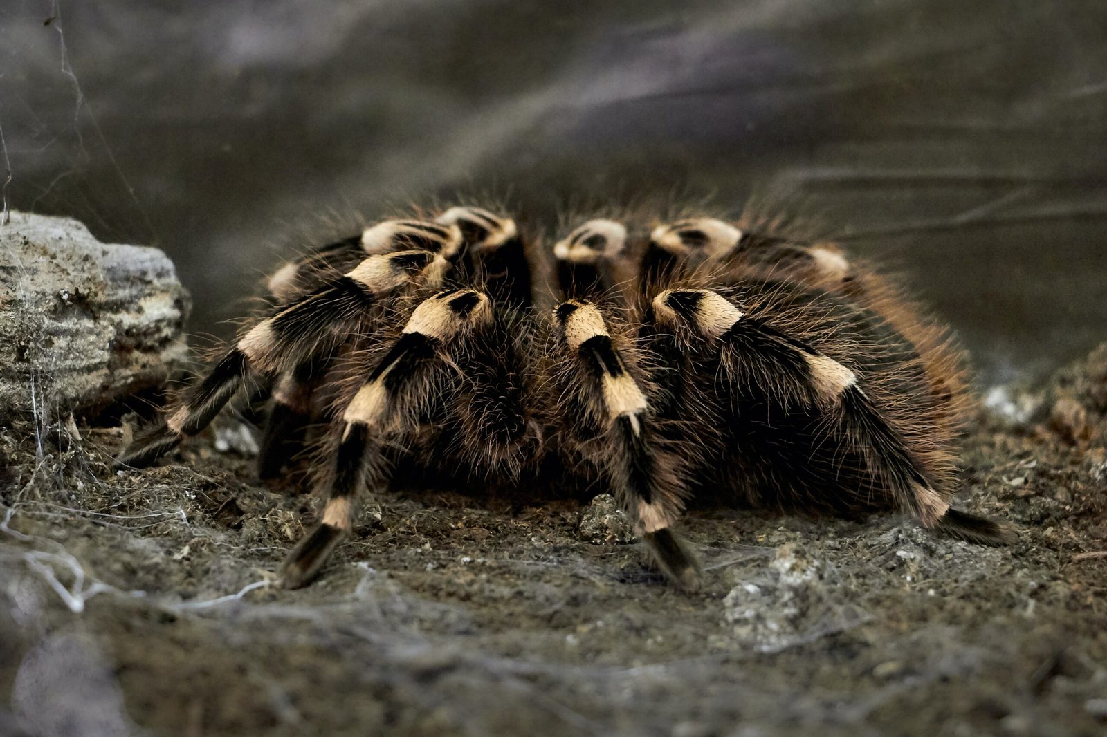 What Is The Feeding Behavior Of The Stunning Goliath Bird-eater Tarantula, And What Prey Items Are Suitable?