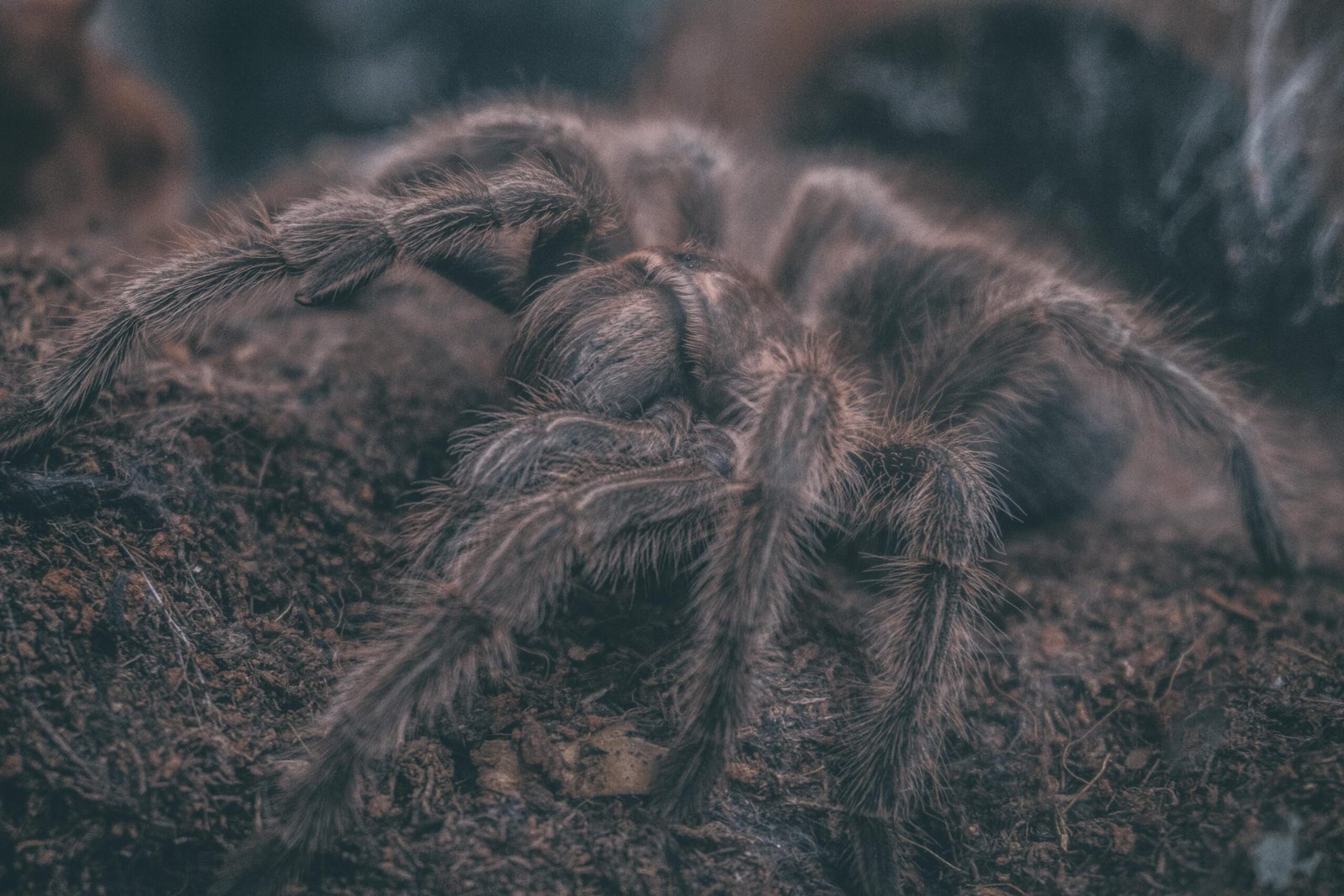 When Should I Separate Tarantula Spiderlings From Each Other?