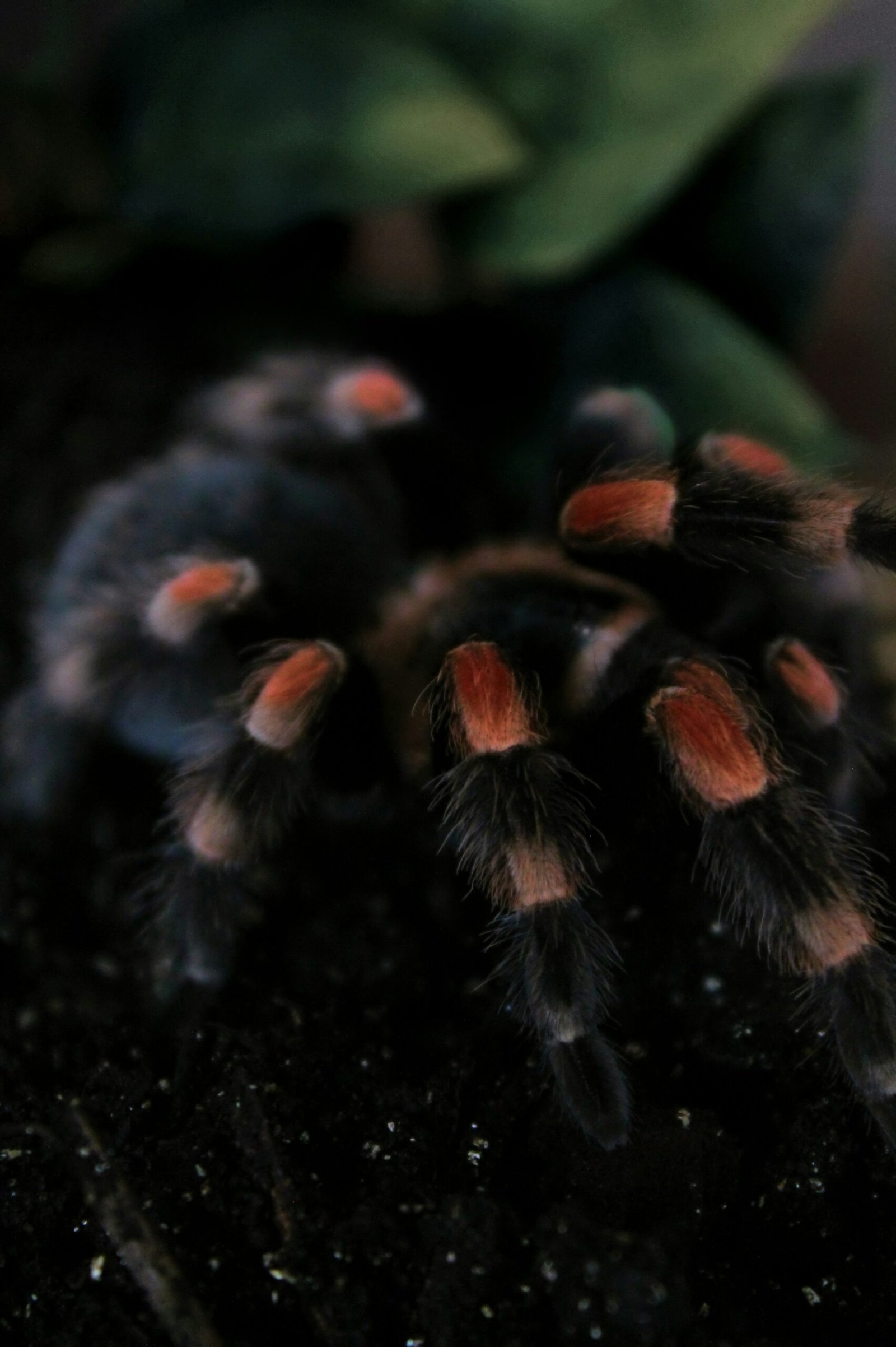 Can Tarantulas Be Kept In Enclosures With Live Insects For Added Stimulation?
