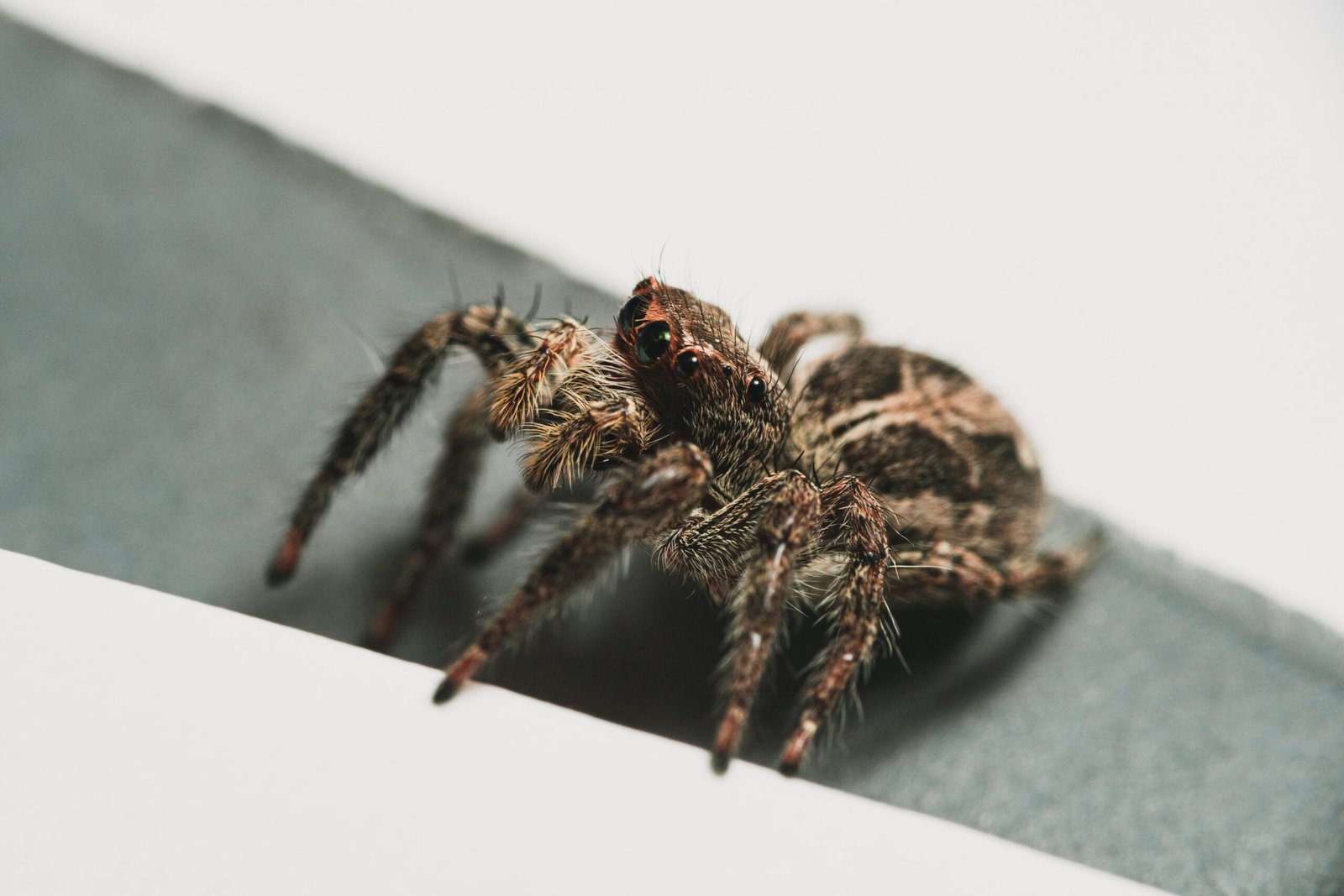 What Are The Fascinating Characteristics Of The Indian Violet Tarantula, And How Is It Best Cared For As A Pet?