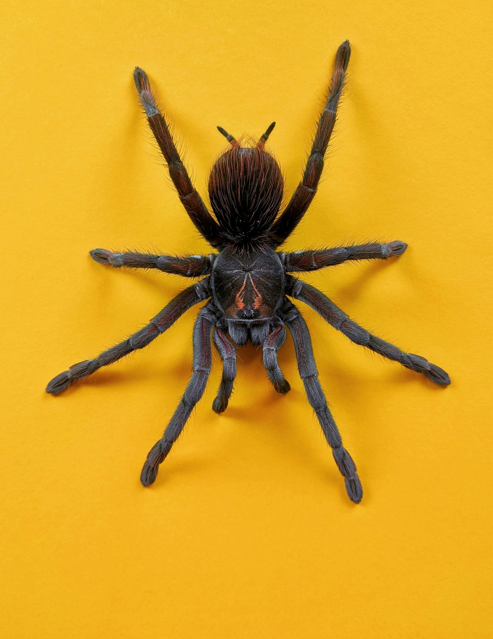 What Are The Fascinating Characteristics Of The Indian Violet Tarantula, And How Is It Best Cared For As A Pet?