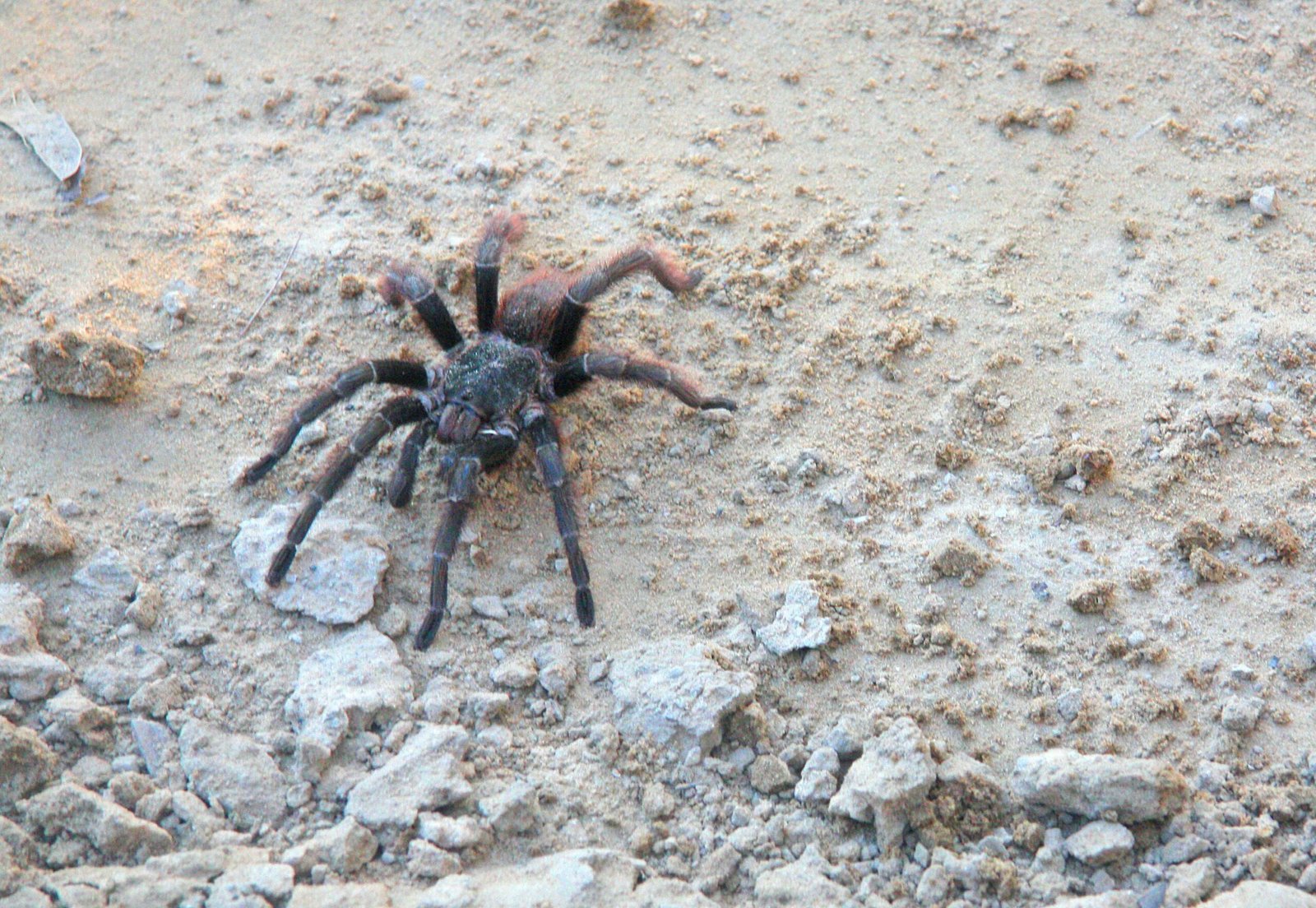 Are There Specific Environmental Changes That Lead To Increased Tarantula Predation?
