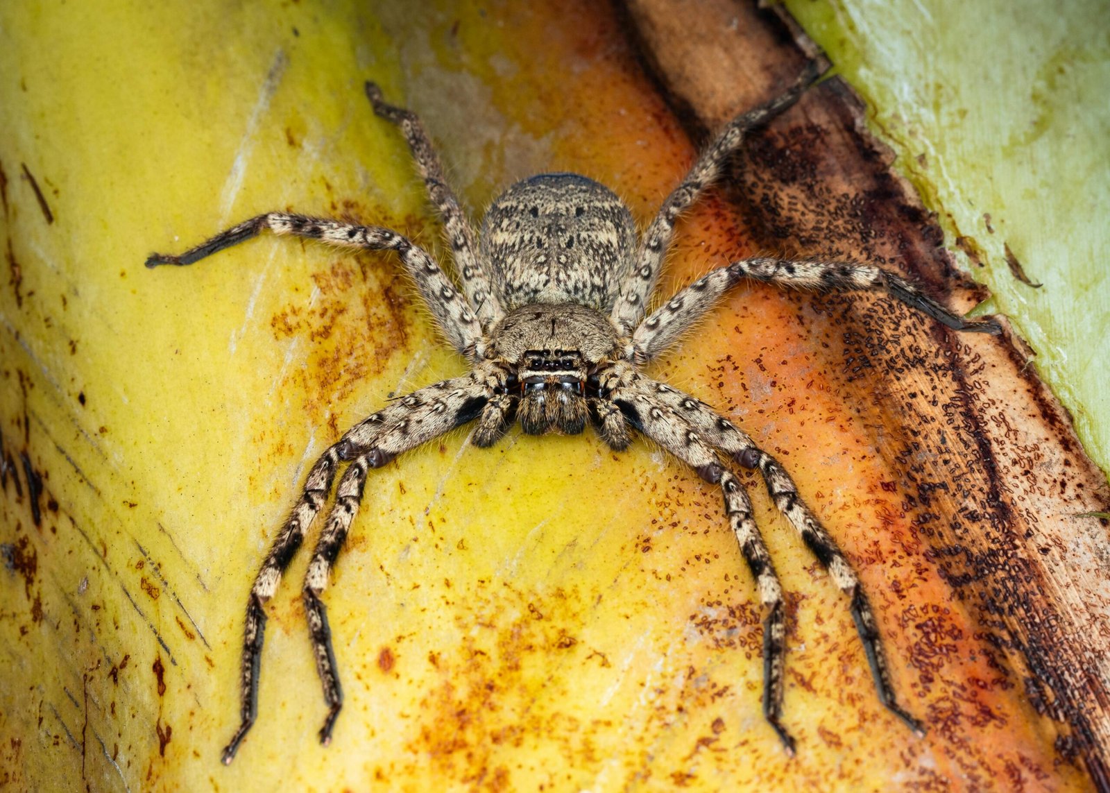 Can Tarantulas Face Threats From Larger Predatory Arachnids Like Vinegaroons?