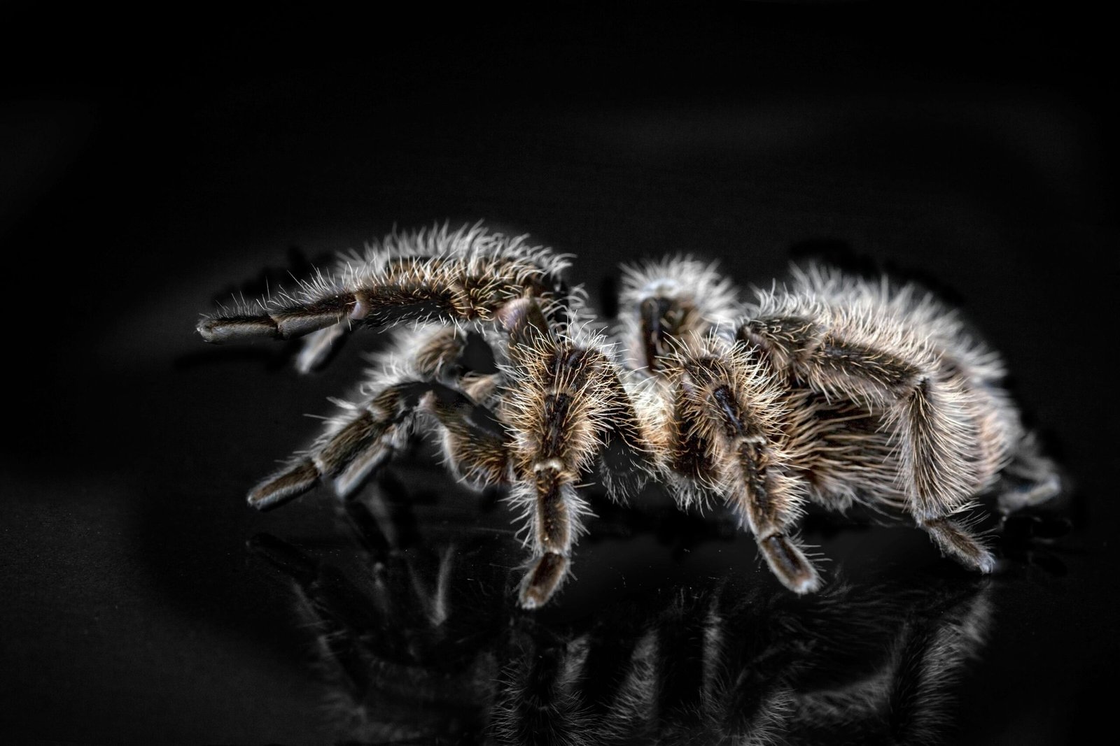 What Are The Signs That A Female Tarantula Is Not Receptive To Mating?