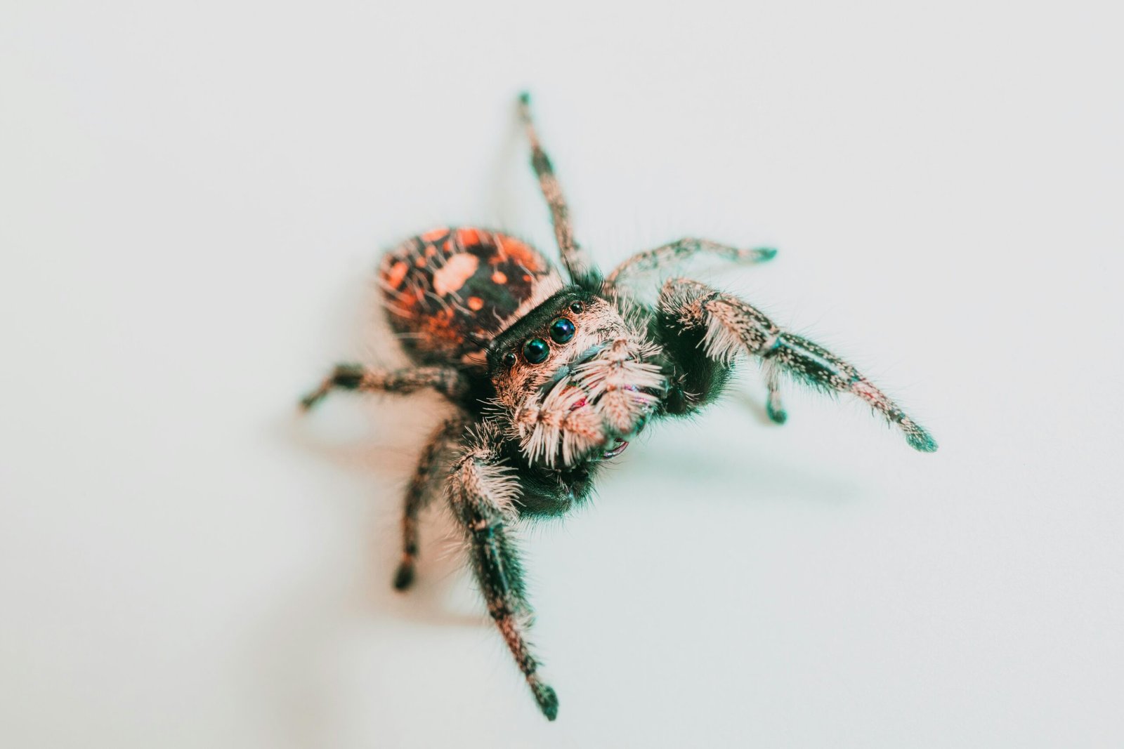 What Are The Behavioral Traits Of The Impressive Regal Jumping Spider, And How Is It Cared For In Captivity?
