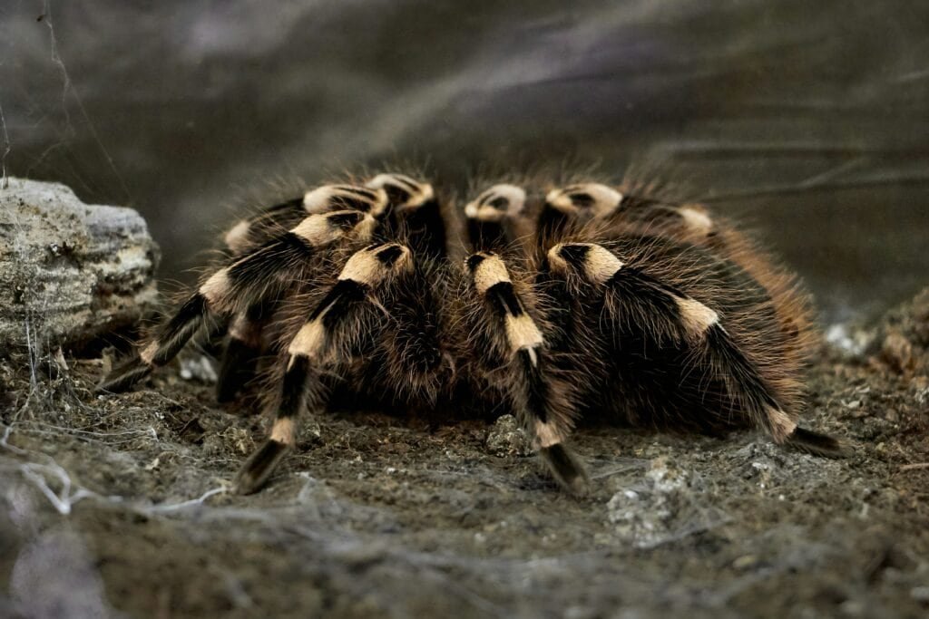 Are There Specific Environmental Factors That Affect Tarantula Predation Rates During Molting?