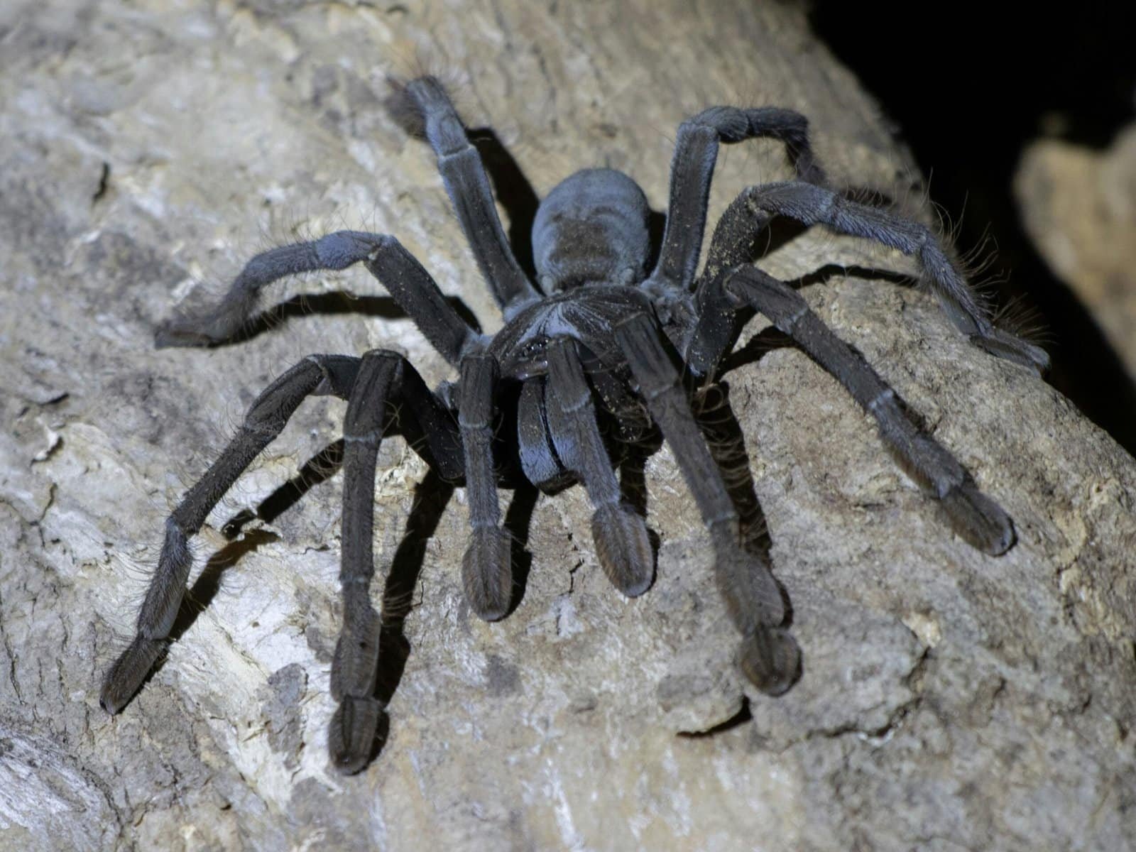 How Do Tarantulas Protect Themselves Against Threats From Predatory Social Insects Like Bees?