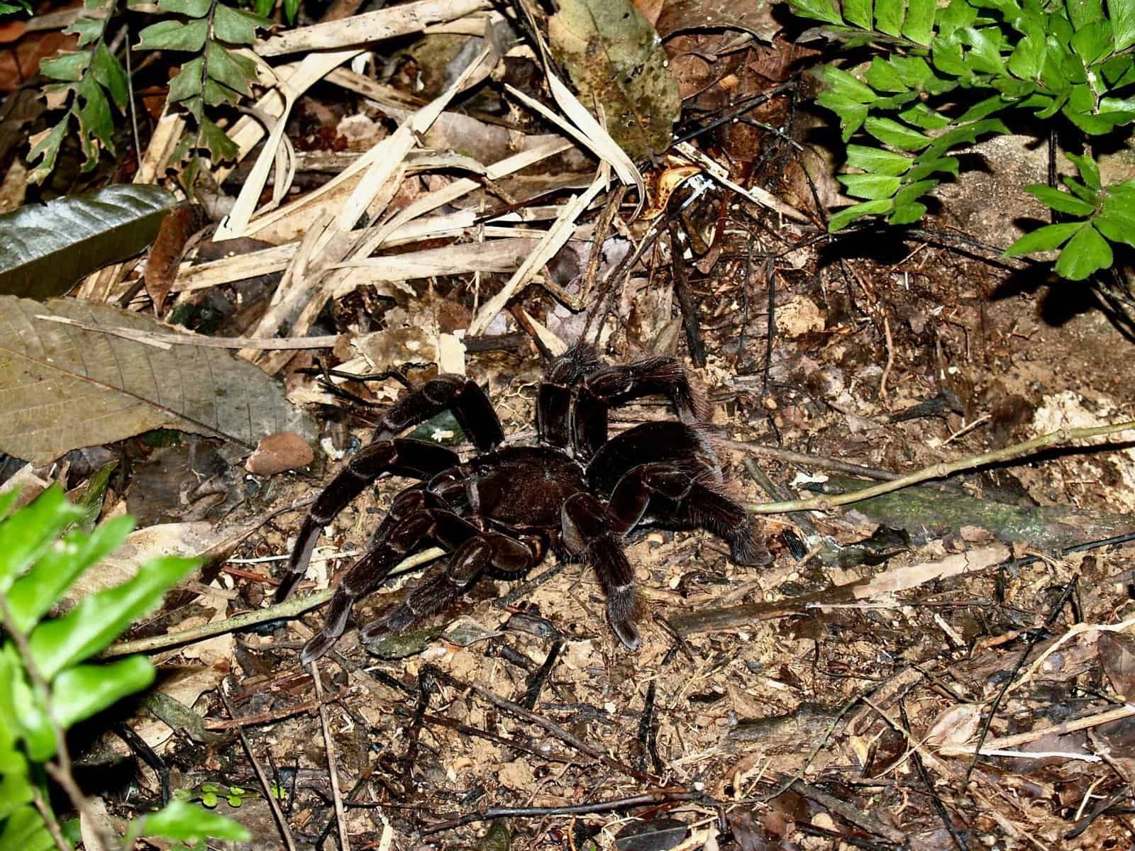 How Do Tarantulas Protect Themselves Against Threats From Predatory Social Insects Like Bees?