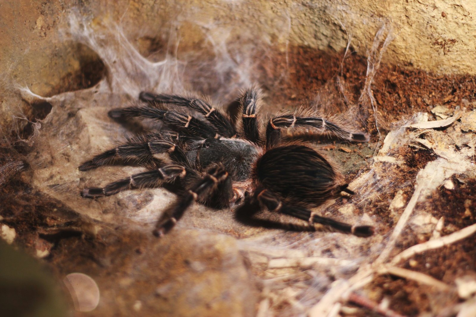 How Do You Handle And Care For The Enigmatic Ogre-faced Spider With Its Incredible Hunting Technique?