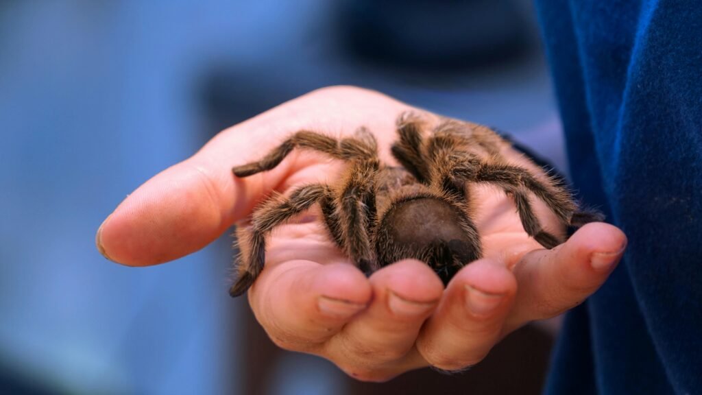 Can Tarantulas Be Affected By Threats From Larger Predatory Insects Like Mantisflies?