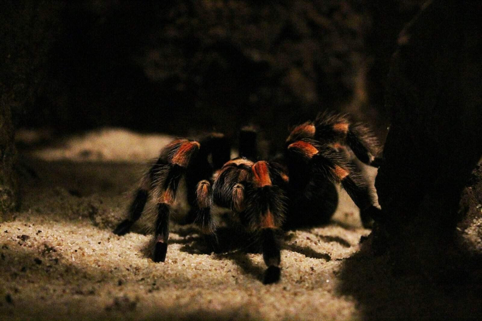 How Do Tarantulas Defend Against Threats From Predatory Terrestrial Isopods?