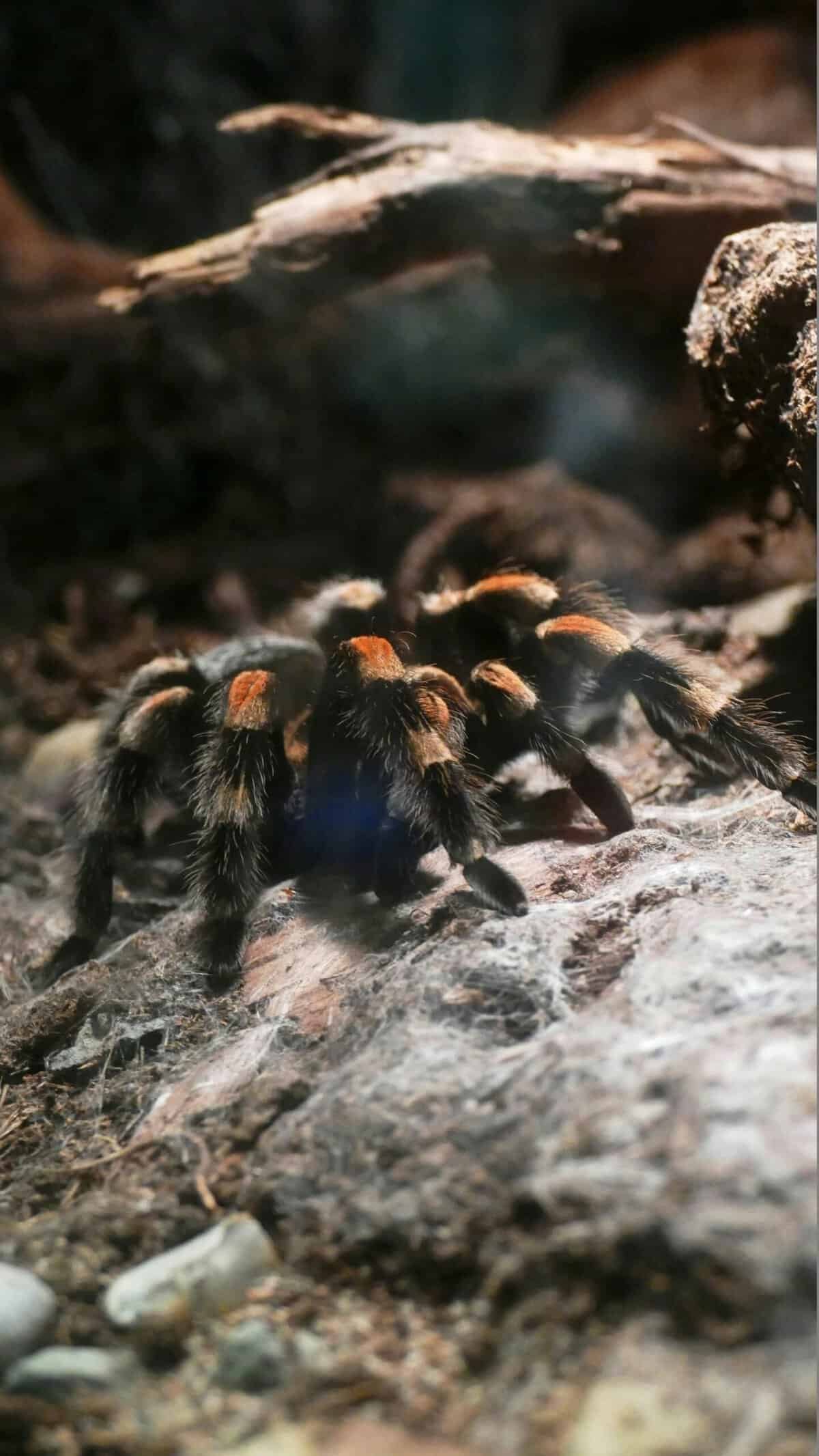 What Is The Impact Of Noise And Vibrations On Tarantulas In Captivity?