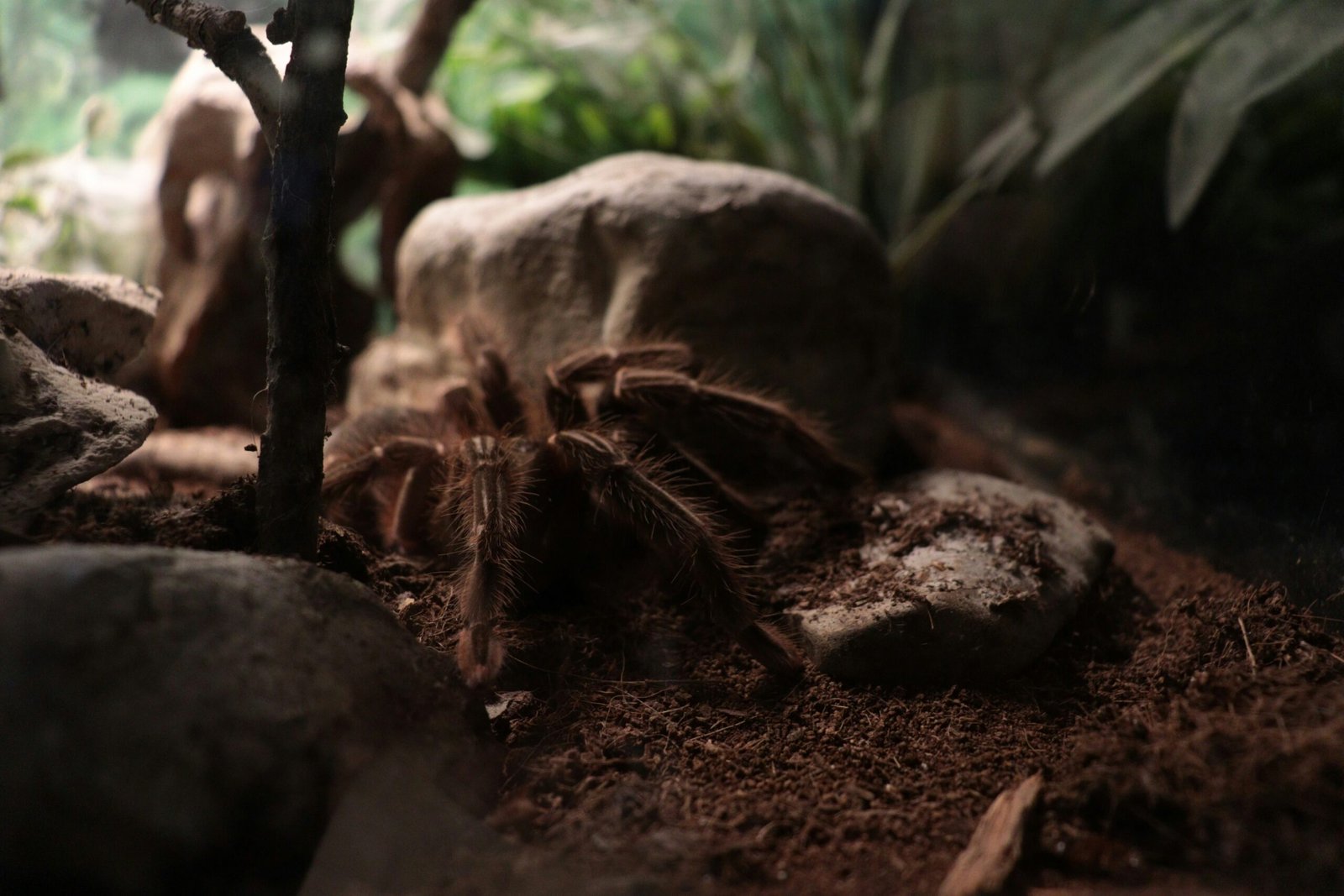 Are There Specific Environmental Changes That Lead To Increased Tarantula Predation During Reproduction?