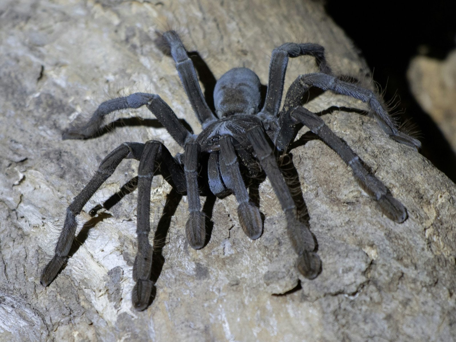 Tarantulas Defensive Mechanisms Against Parasitic Nematodes