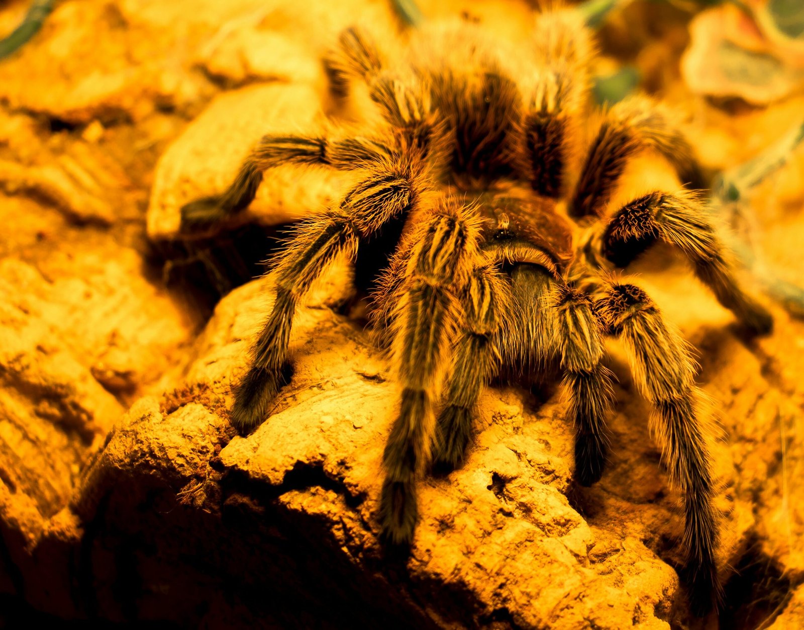 Tarantulas Defensive Mechanisms Against Parasitic Nematodes