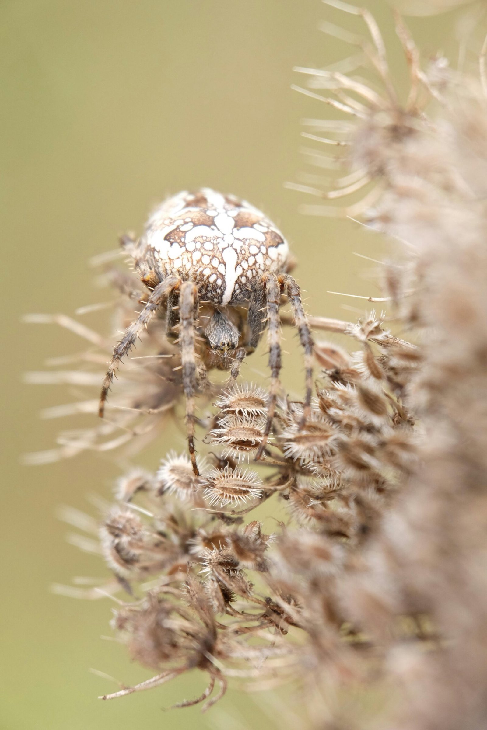 Can You Recommend Some Tree-dwelling Jumping Spider Species Suitable For Exotic Pet Enthusiasts?