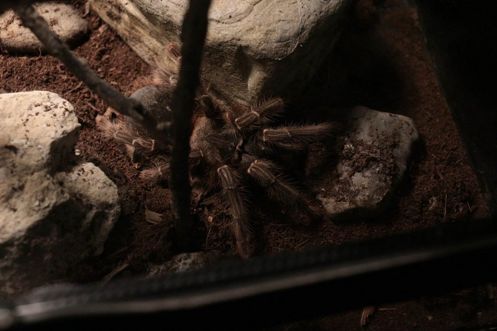 How Do I Identify And Treat Tarantula Reproductive Issues?